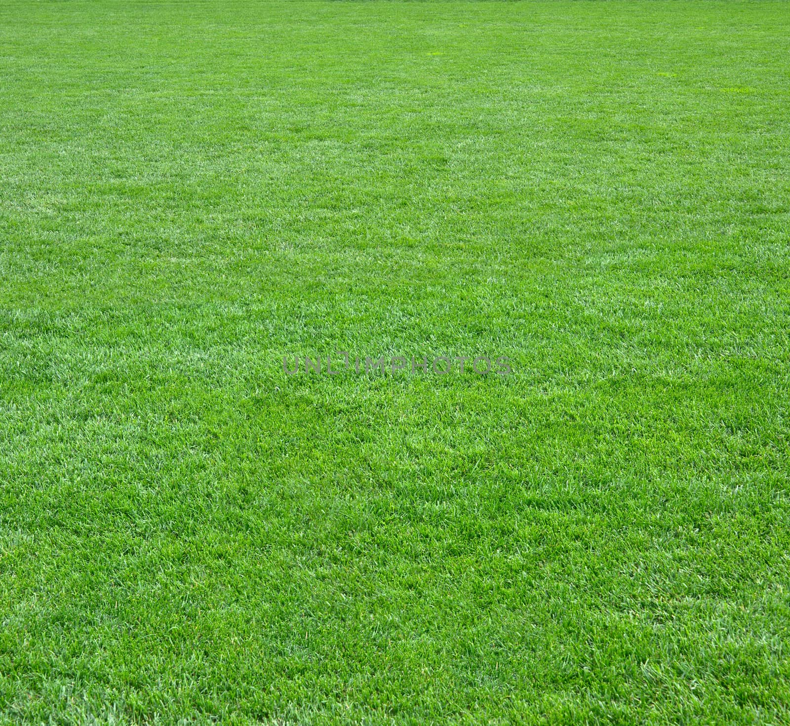 Pure empty green grass field cut square shape