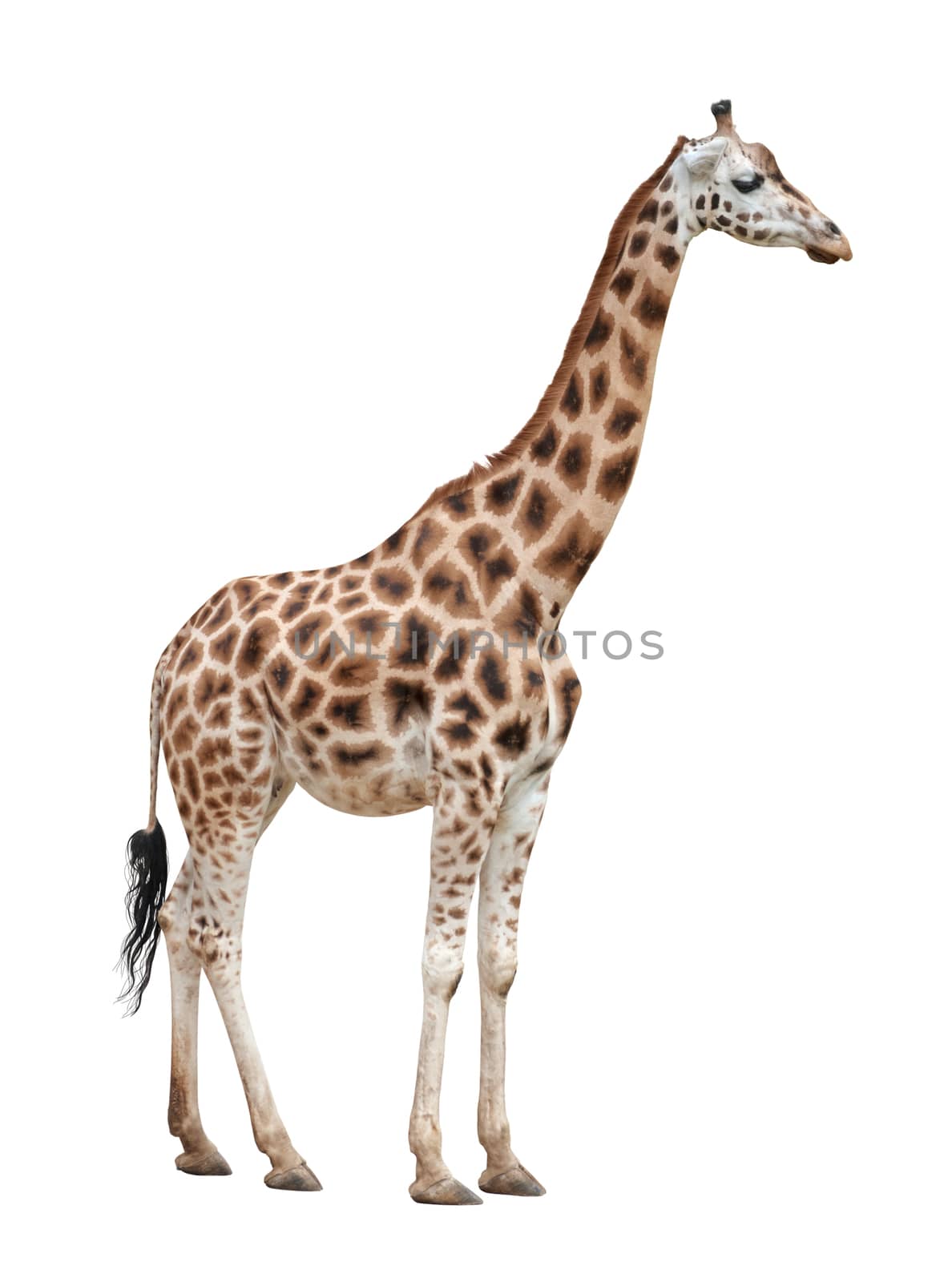 Giraffe female isolated on white background