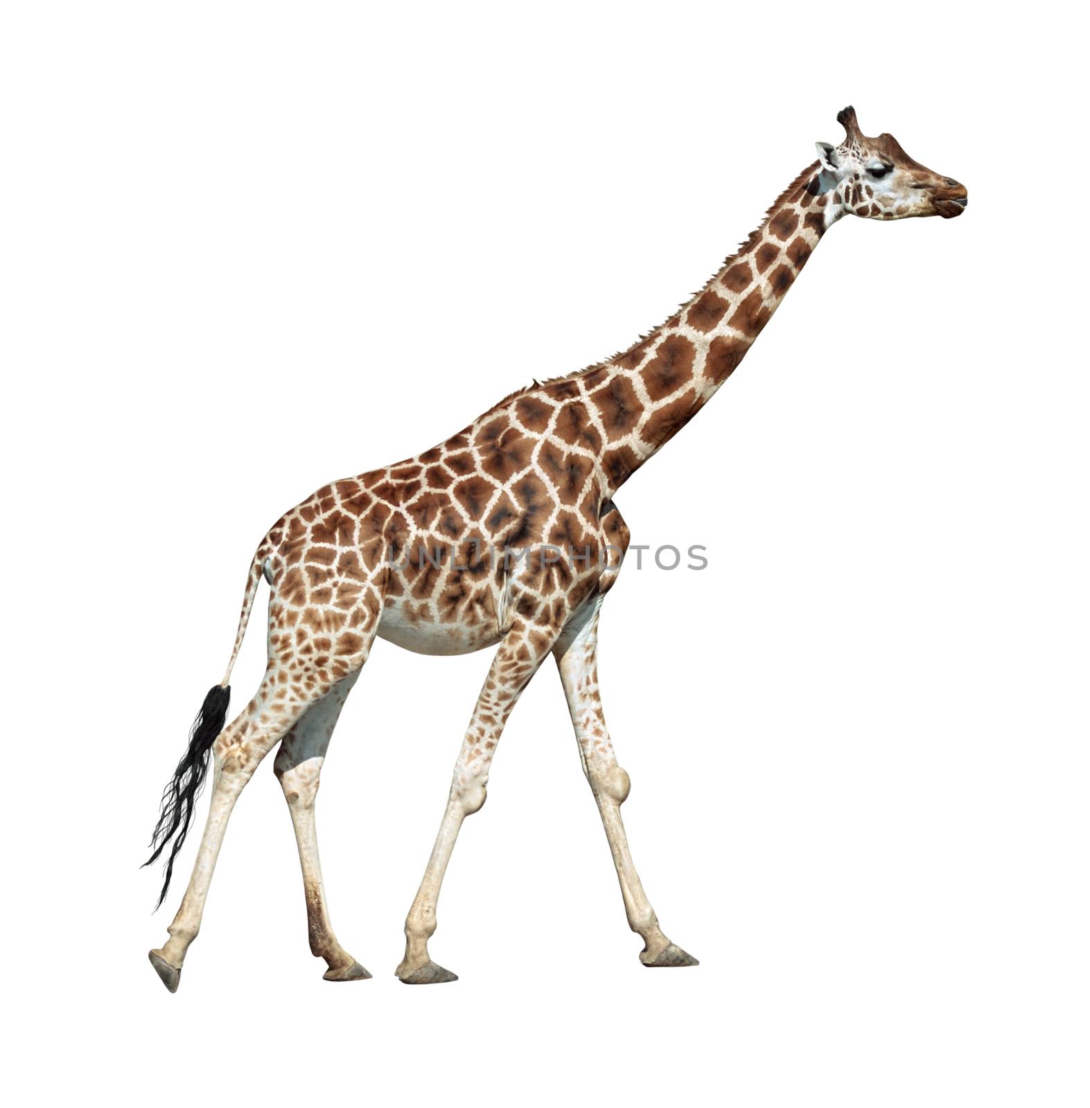 Giraffe female on move isolated on white background