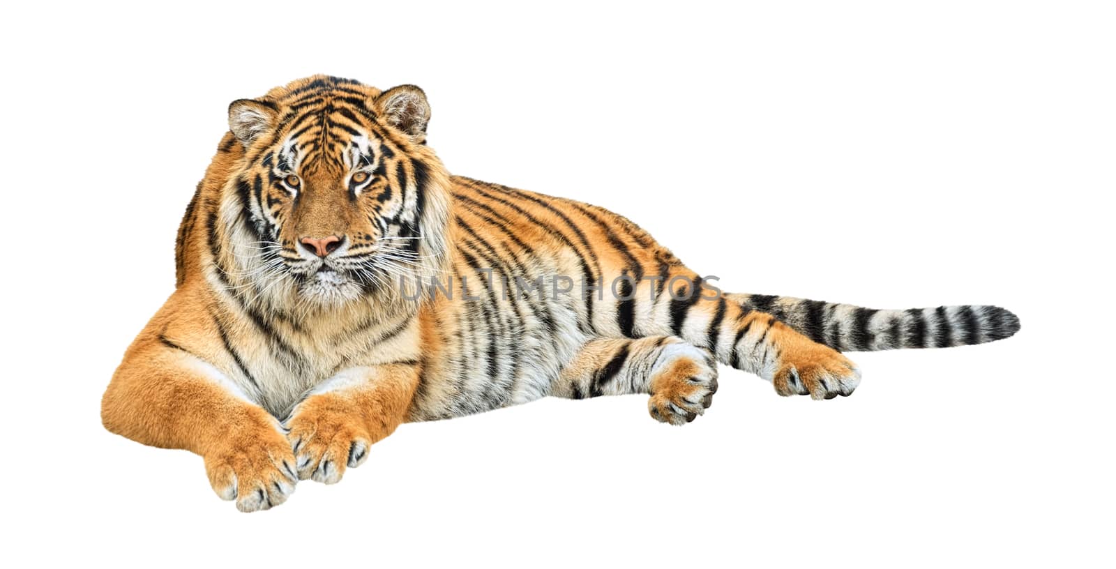 Siberian tiger isolated on white background