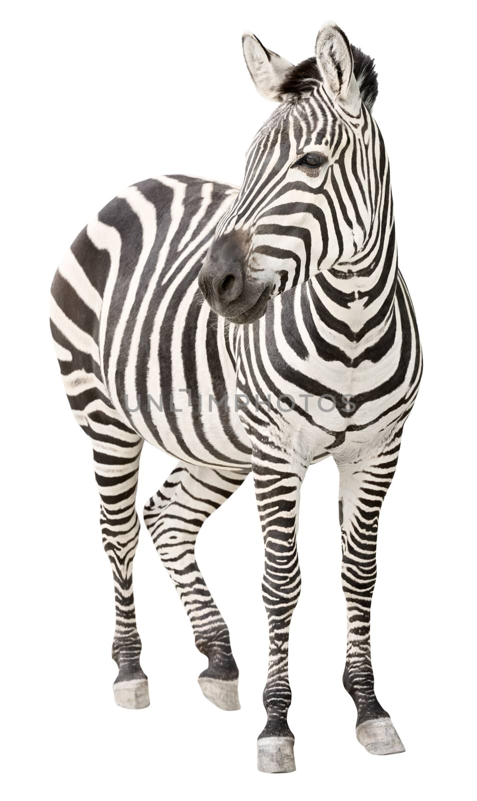 Zebra pregnant two days before foal birth front view looking isolated on white background