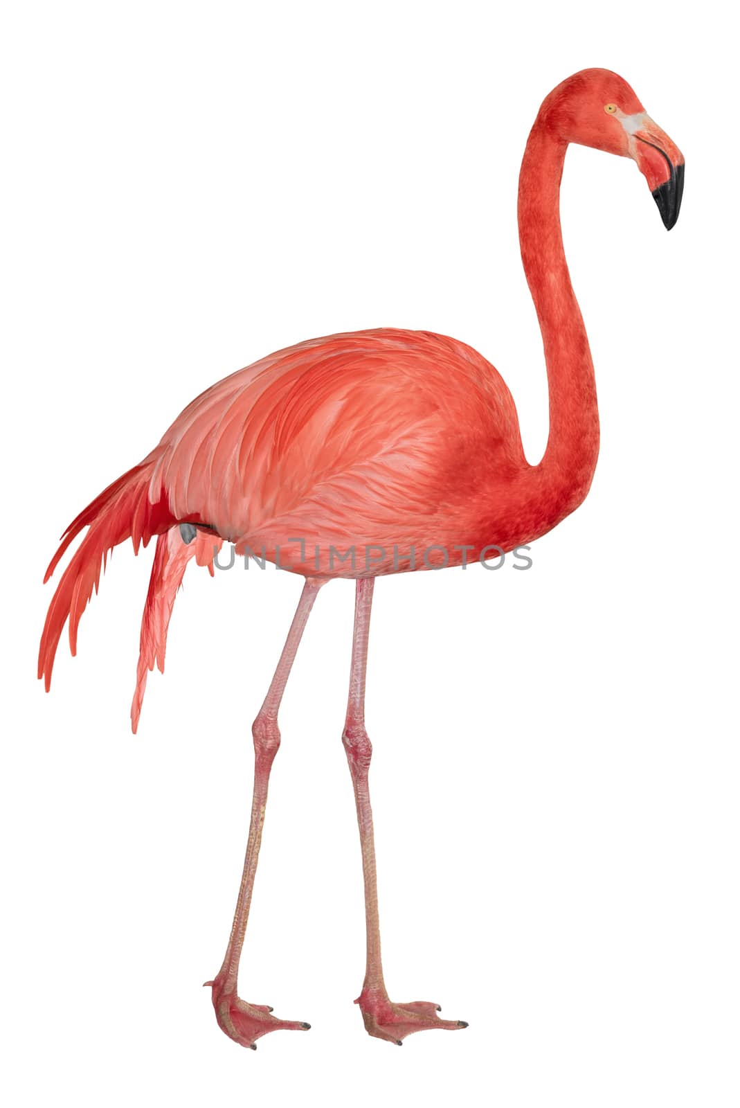 American or Caribbean Flamingo isolated on white background
