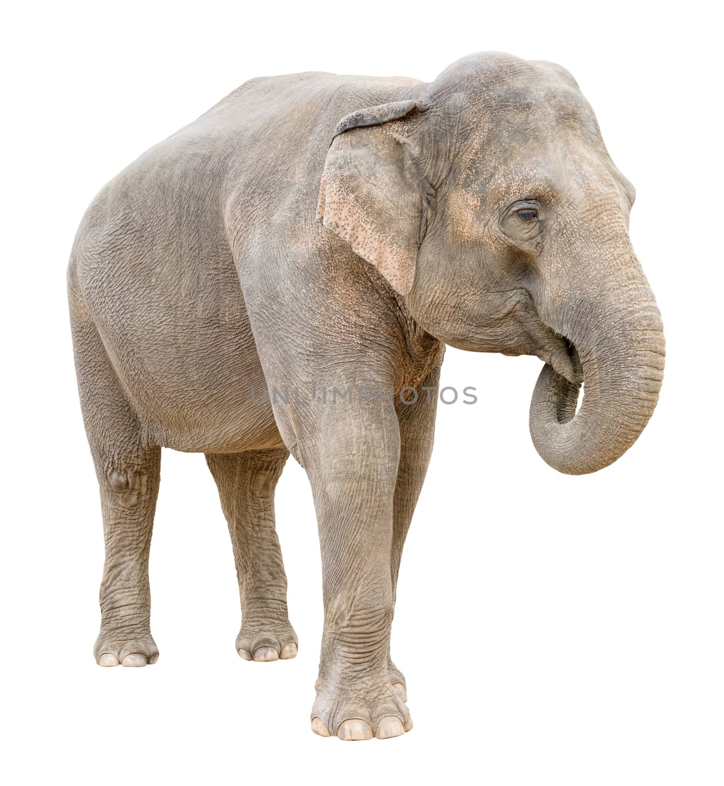 Asian elephant female telling secret isolated on white background