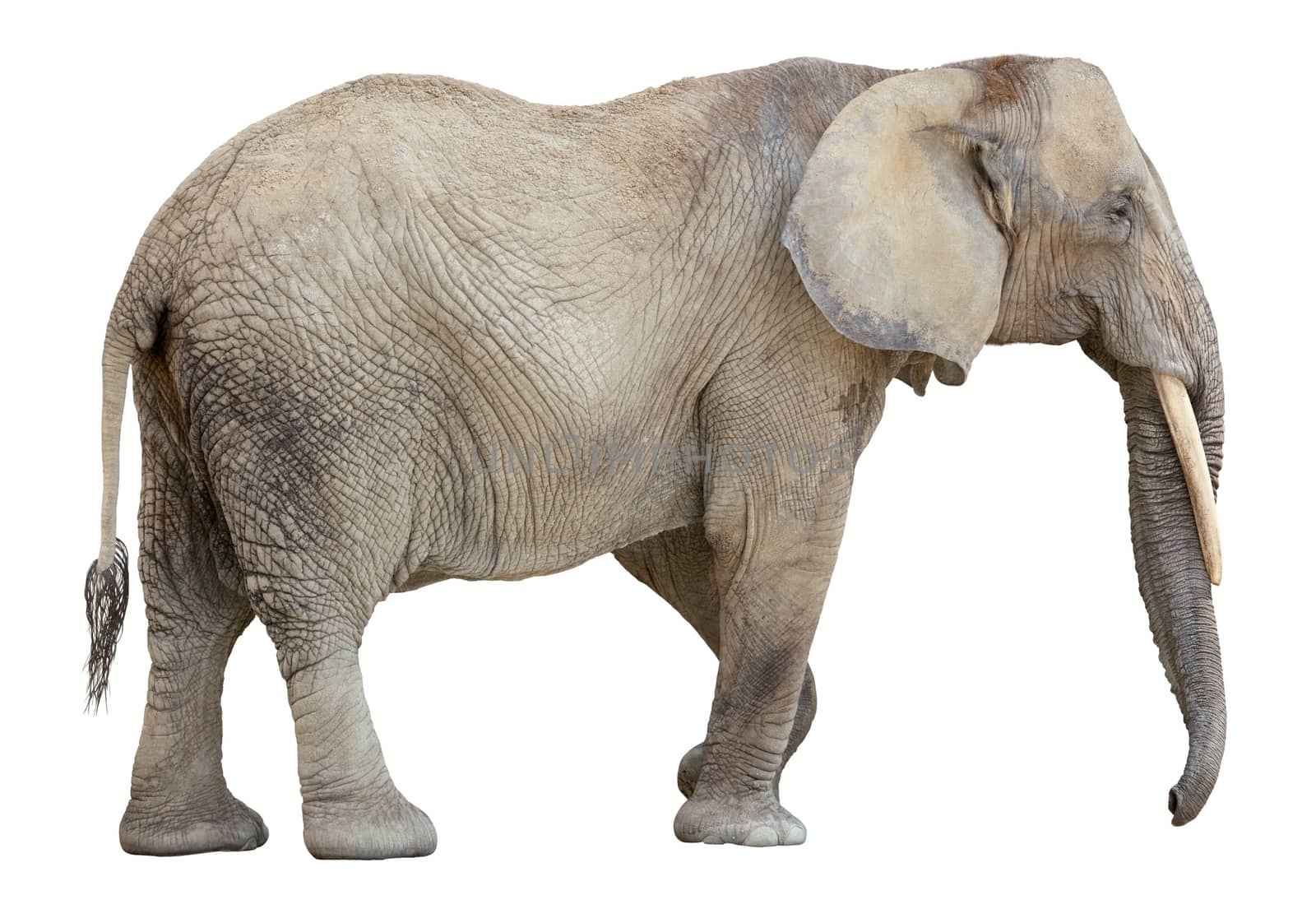 African Elephant cutout by vkstudio