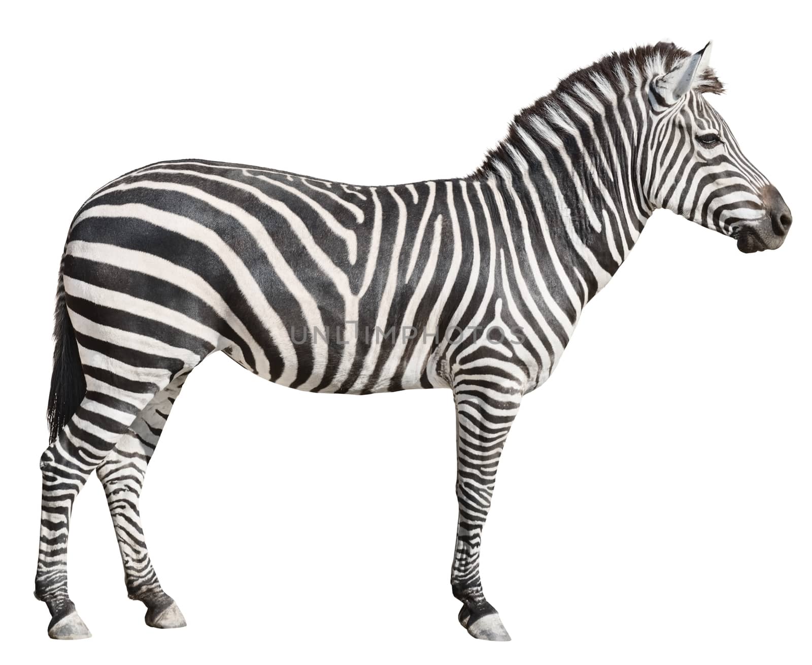 Plain Burchell's Zebra female standing side view on white by vkstudio