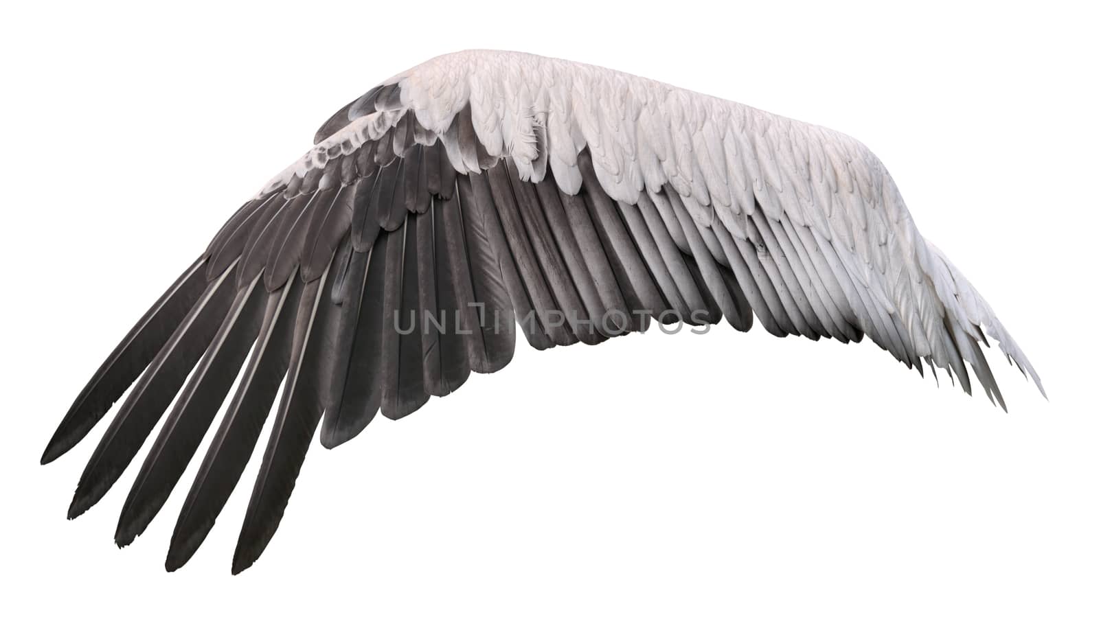 Bird wing spreaded belongs to white great pelican