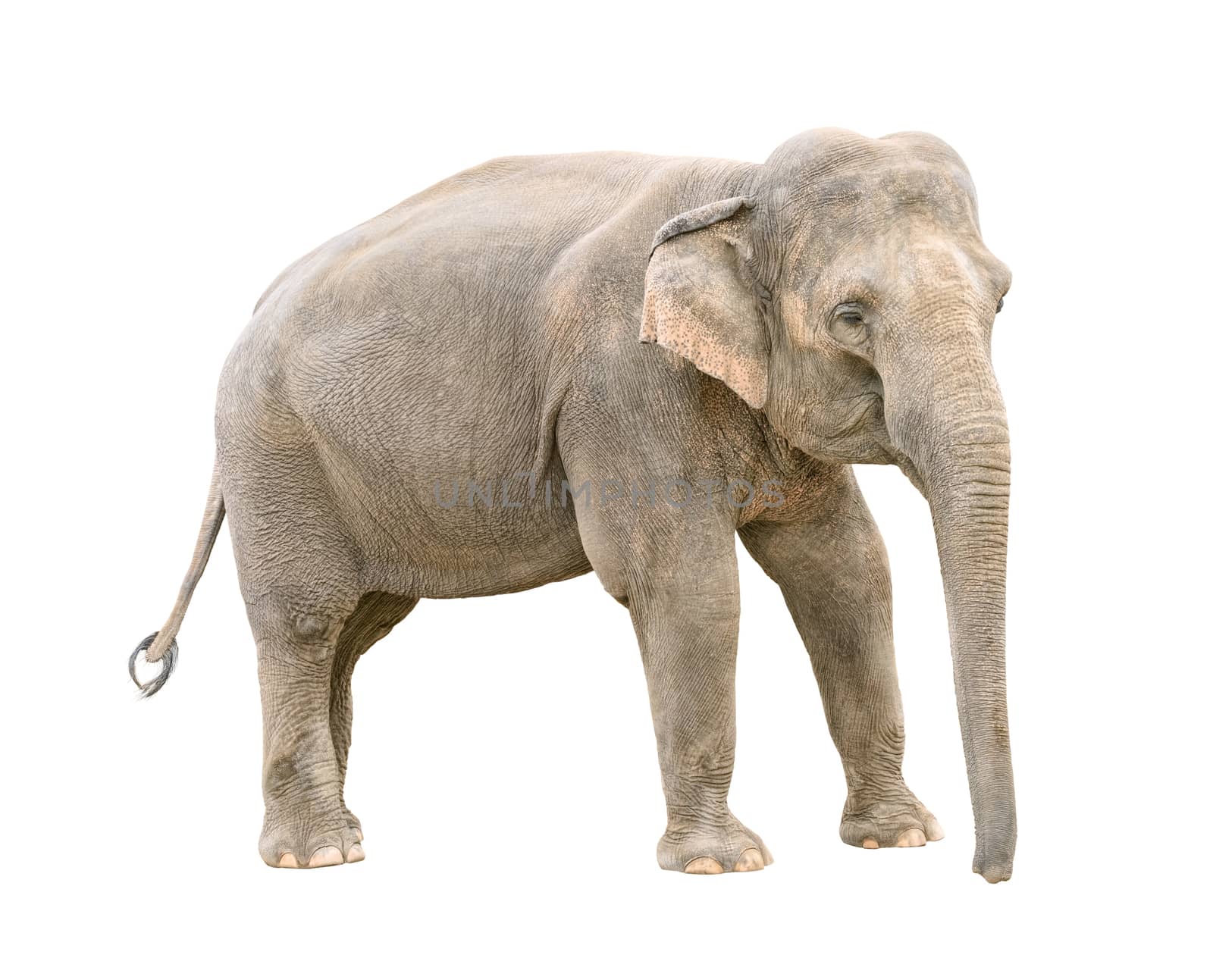Asian elephant young female  isolated on white background