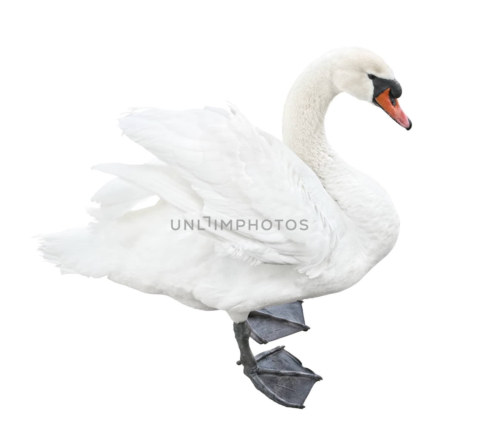 White mute swan (Cygnus olor) stand side view isolated on white background