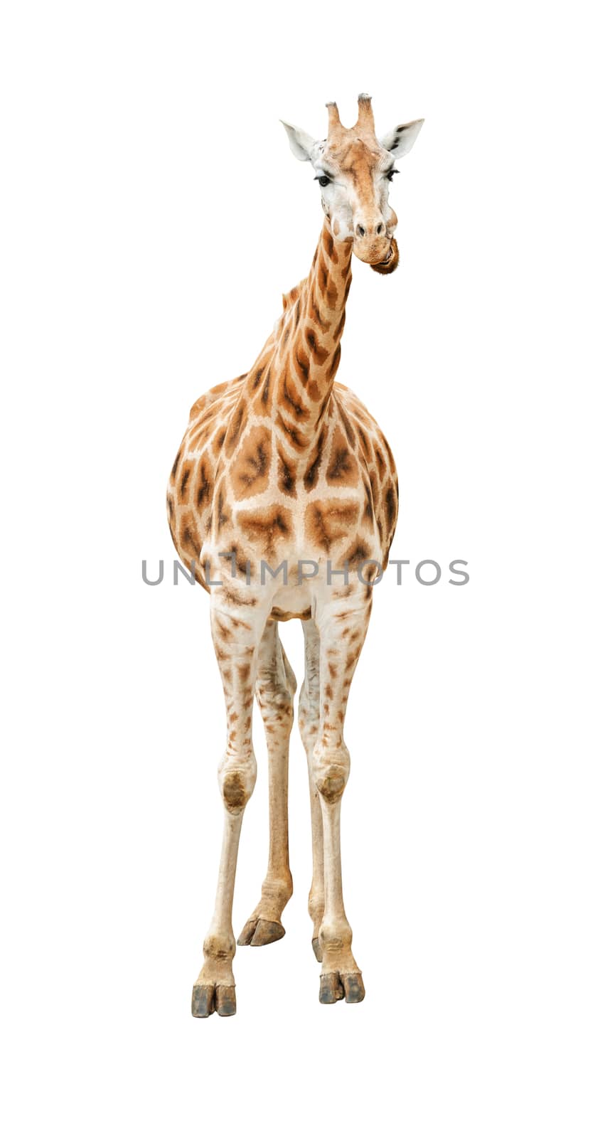 Giraffe looking front view isolated on white background