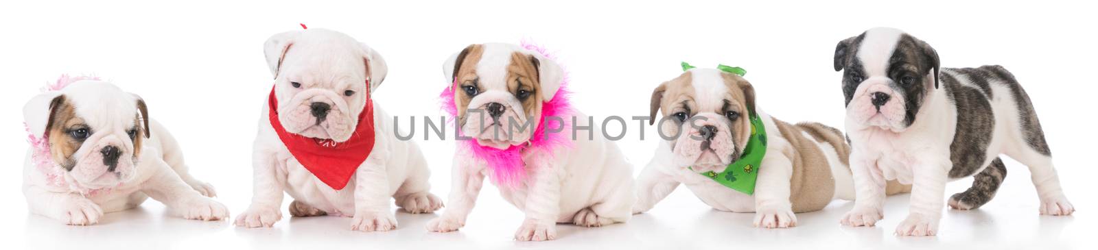 litter of five english bulldog puppies isolated on white background