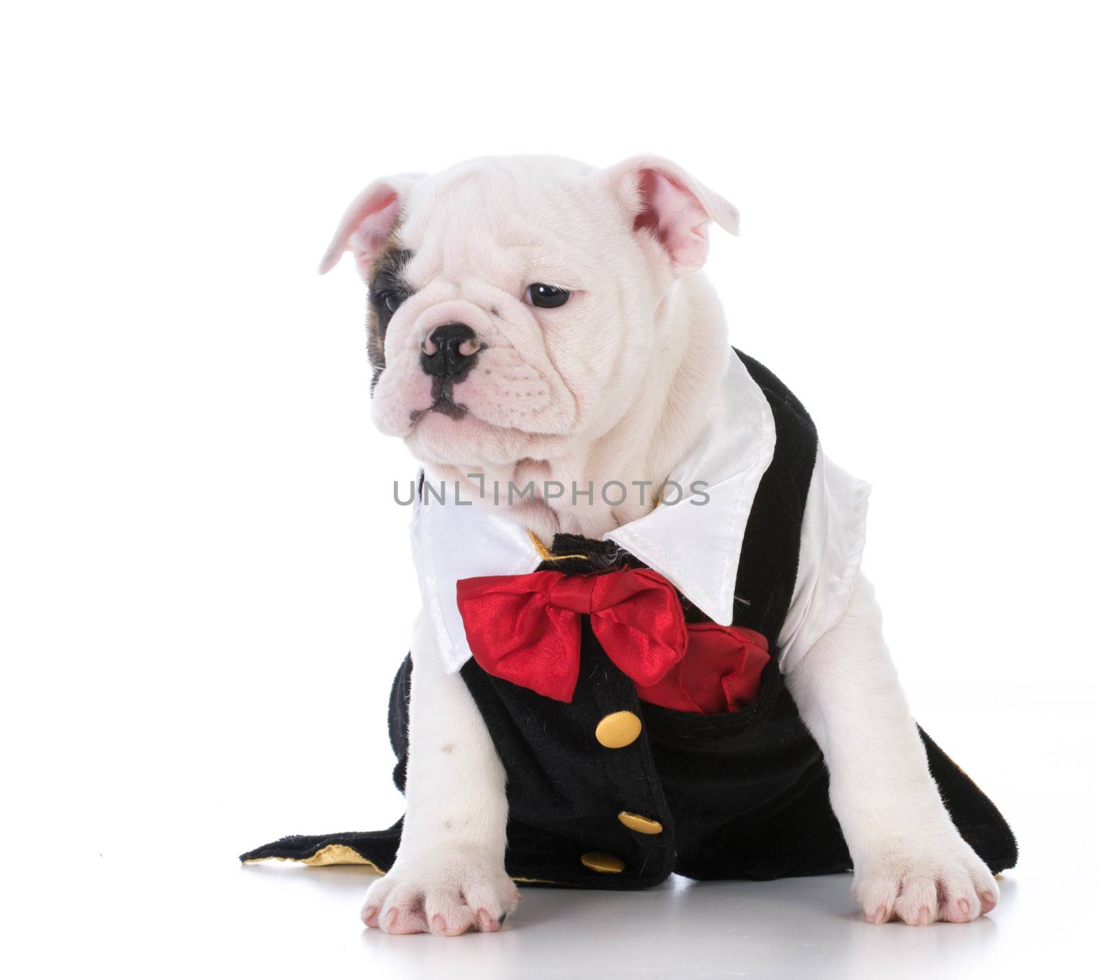 english bulldog puppy wearing a tuxedo on white backtground