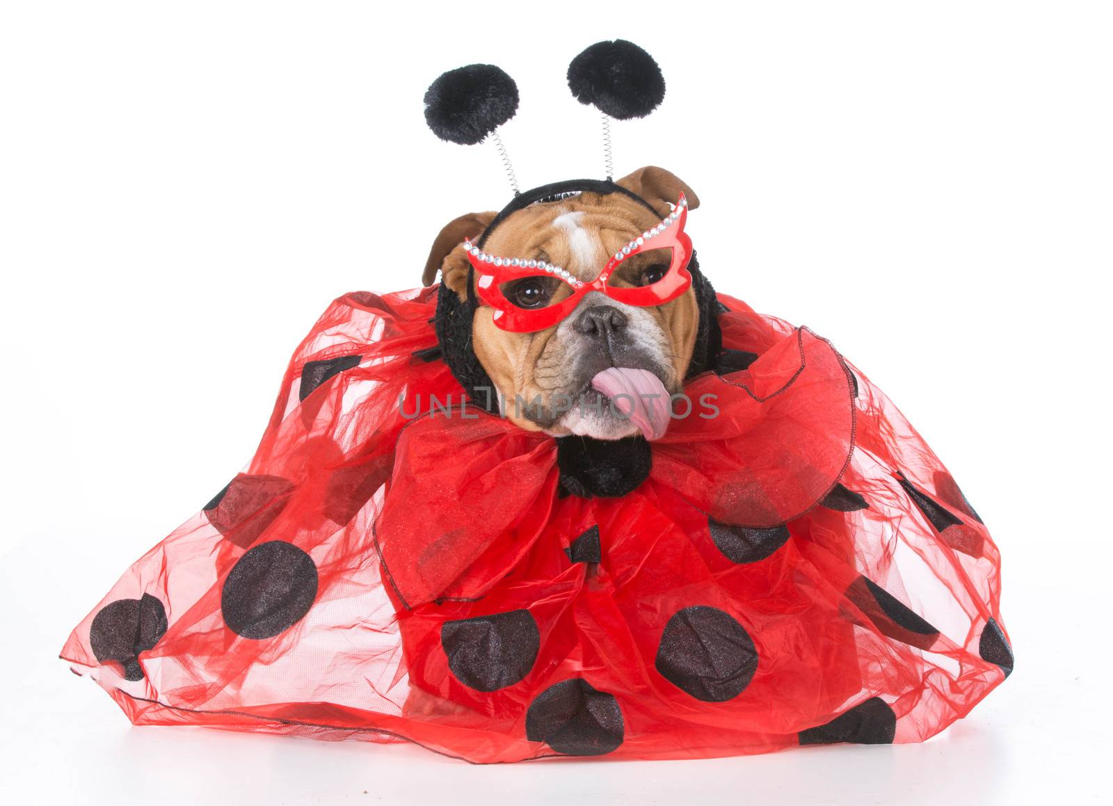 english bulldog wearing ladybug costume on white background