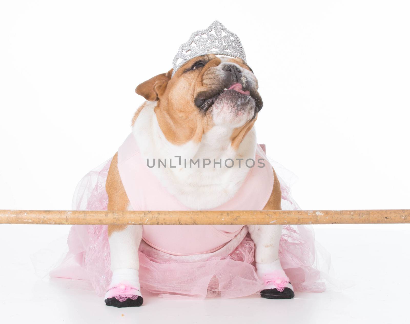 dog dressed like a ballerina by willeecole123