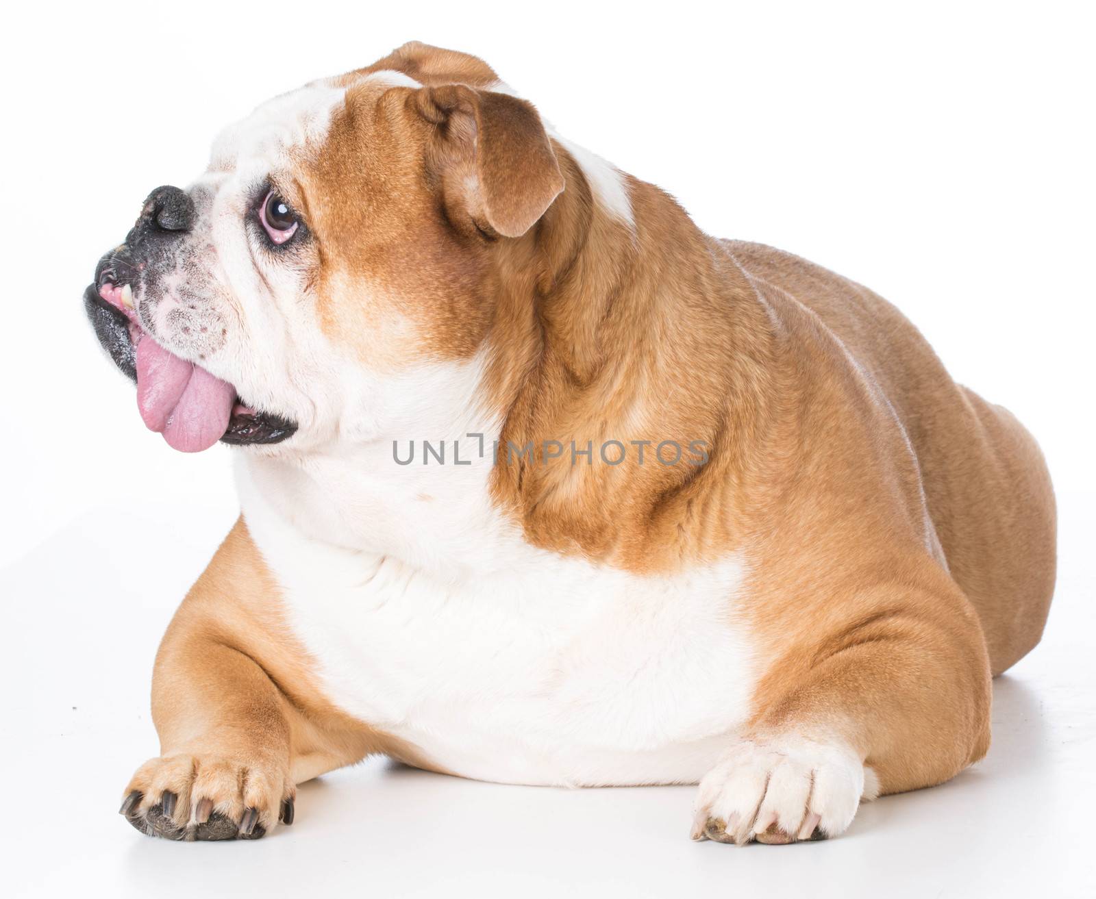 senior english bulldog laying down on white background