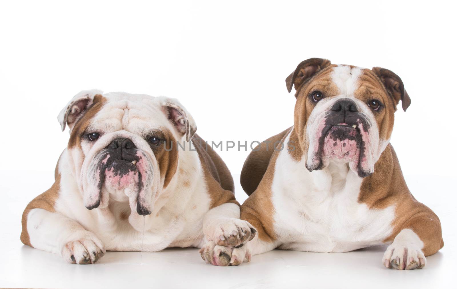 two bulldogs laying down on white background