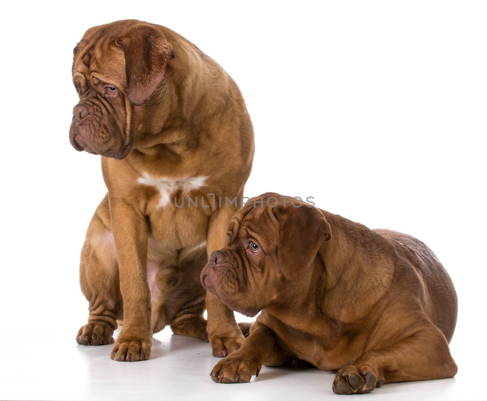 two dogue de bordeaux puppies by willeecole123