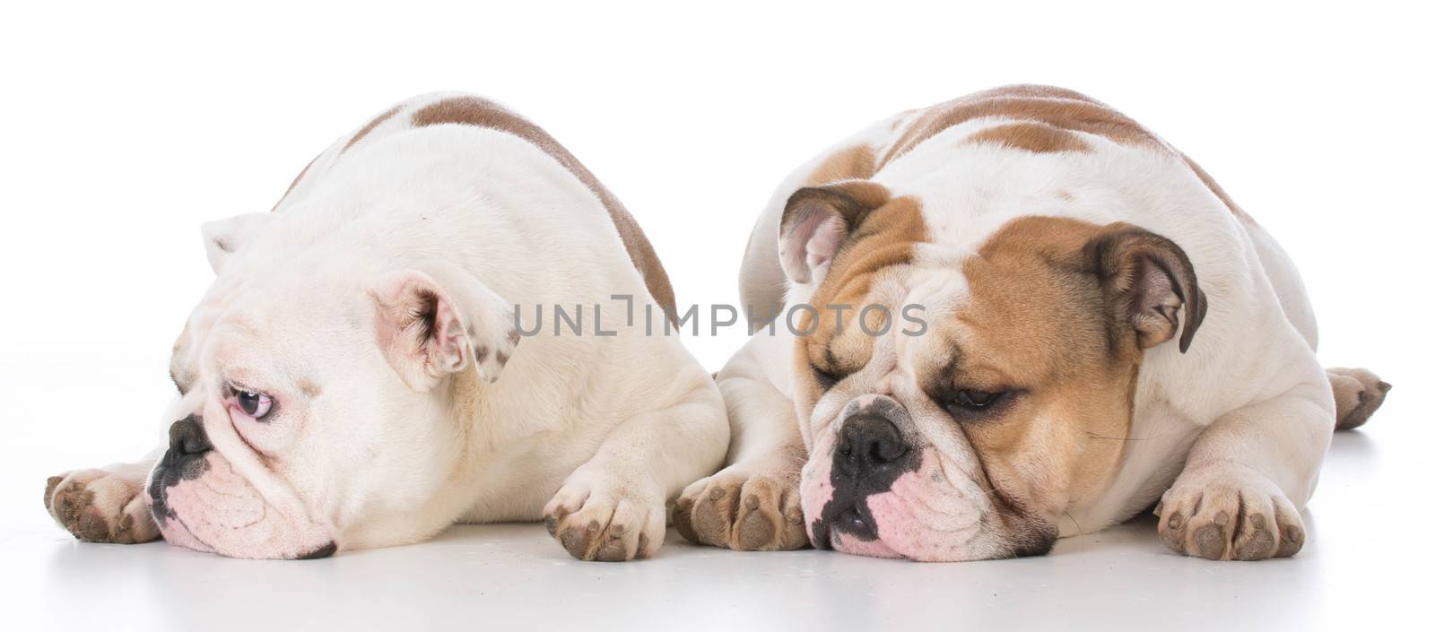 two english bulldog laying down on white background