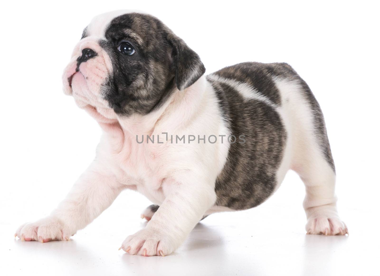 seven week old english bulldog puppy isolated on white background