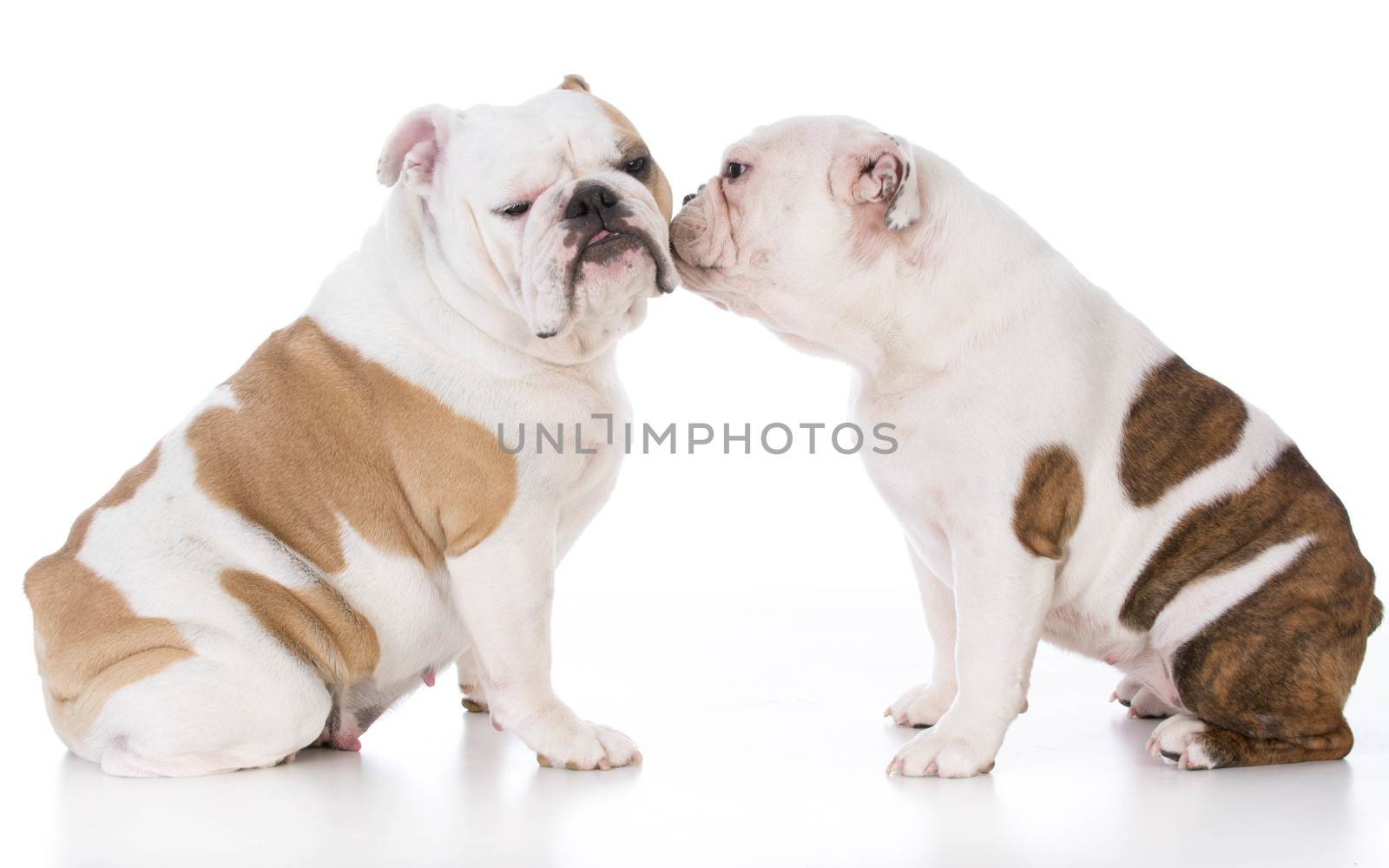 mother and daughter english bulldog sitting on white background
