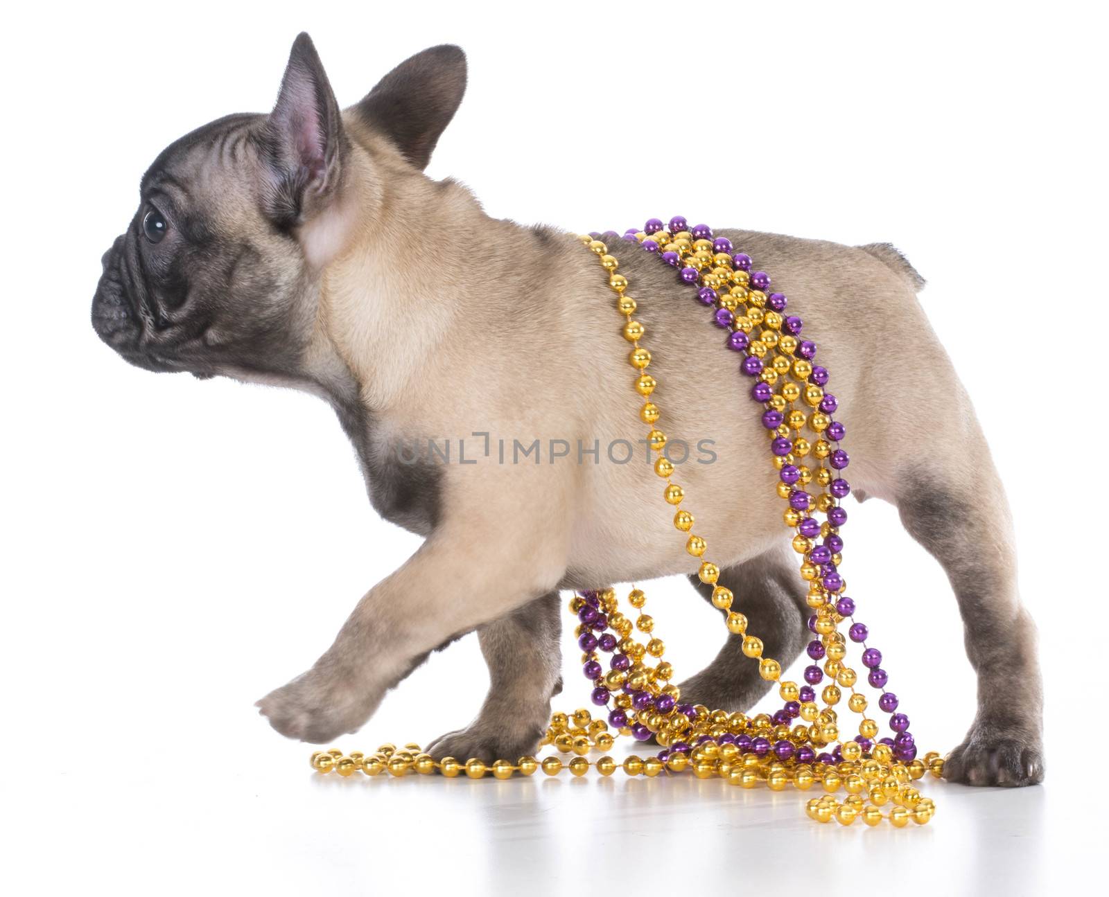 female french bulldog puppy wearing beads isolated on white background