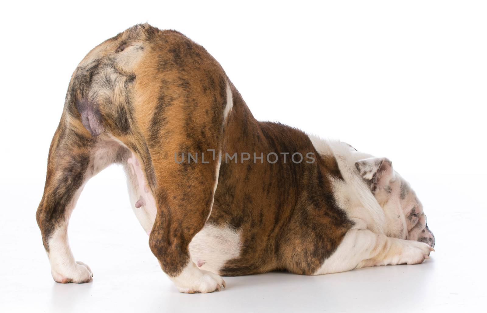 bulldog with bum up in a bow isolated on white background