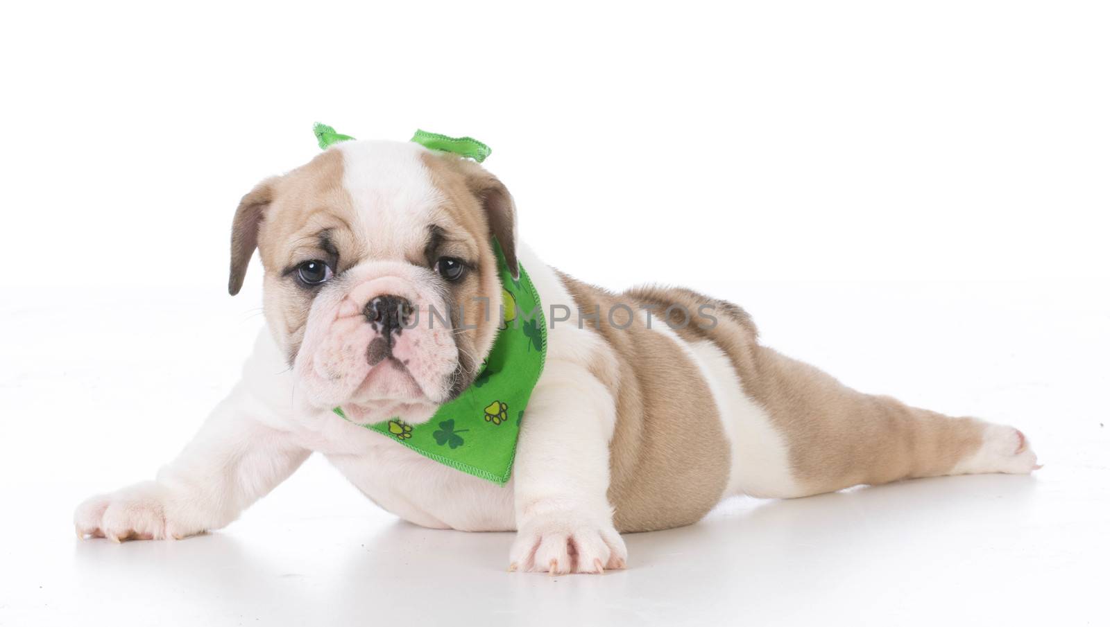seven week old english bulldog puppy isolated on white background
