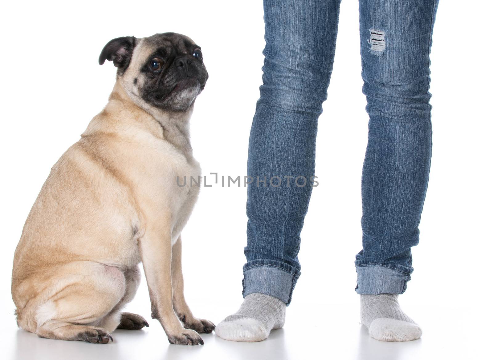 mixed breed dog sitting at the feet of his owner on white background