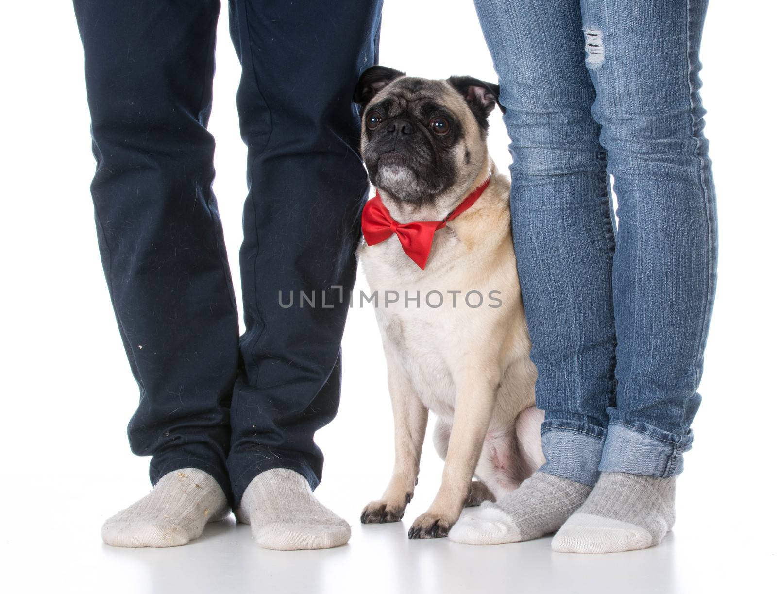 mixed breed dog sitting at the feet of his owners on white background