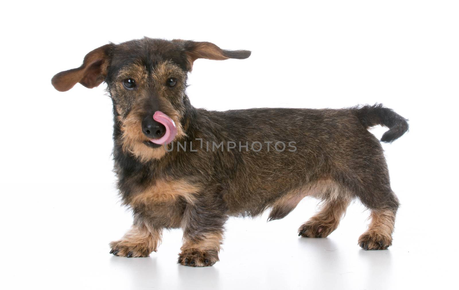 wirehaired miniature dachshund by willeecole123