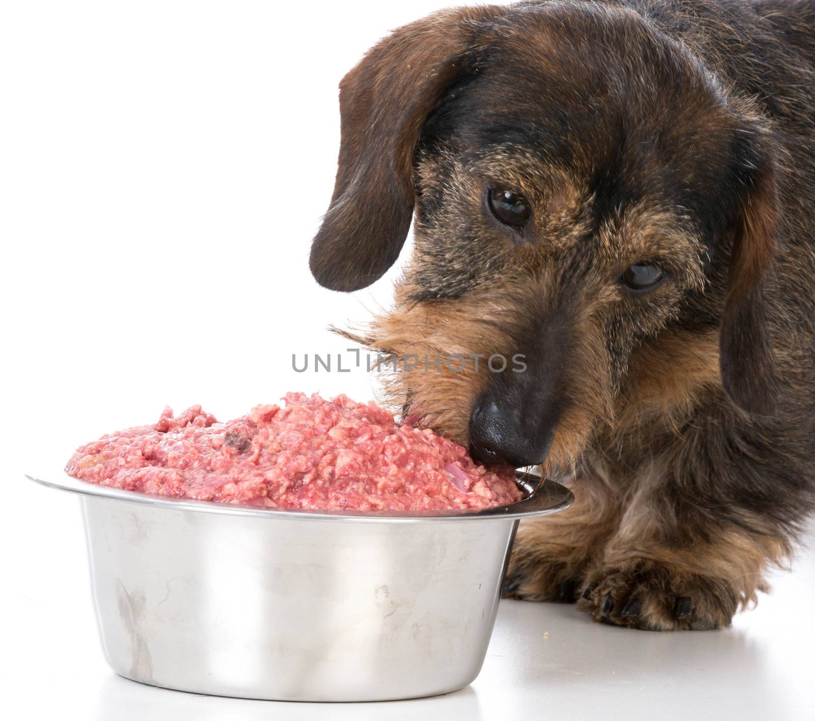 miniature wirehaired dachshund eating a raw dog food on white background