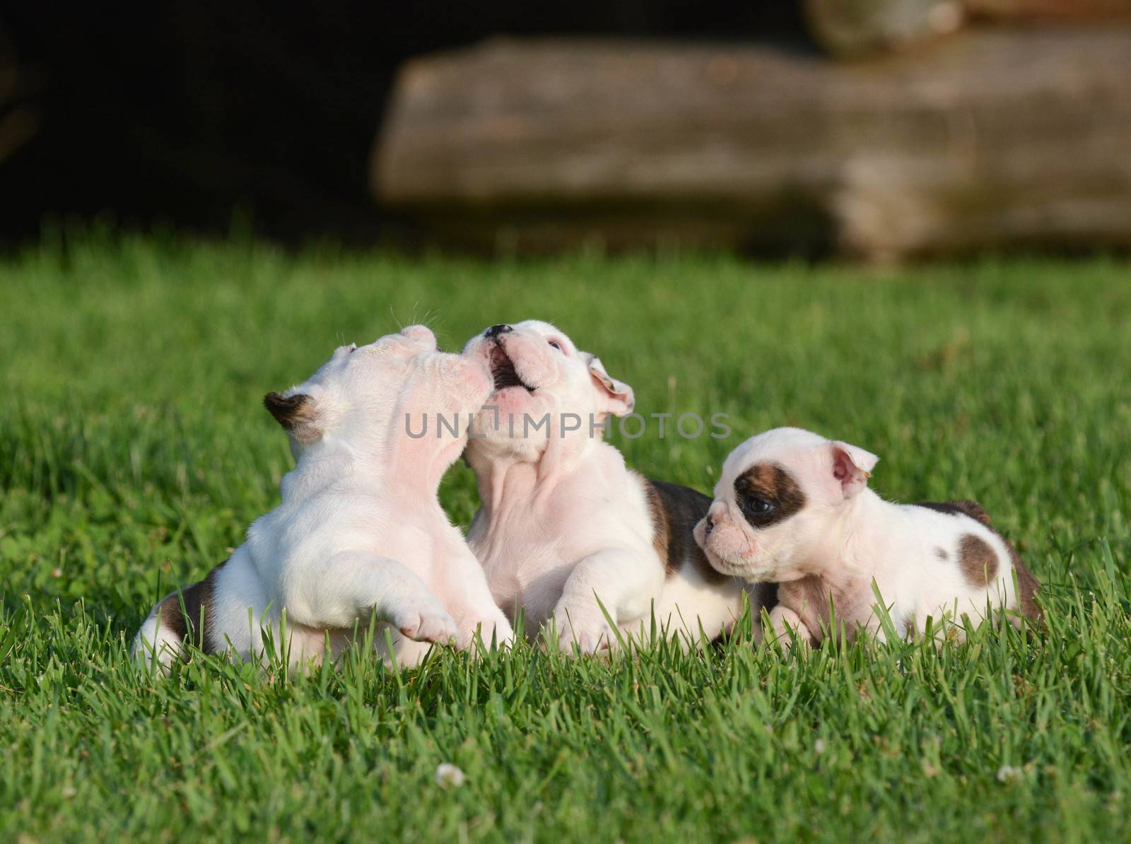 bulldog puppies playing by willeecole123