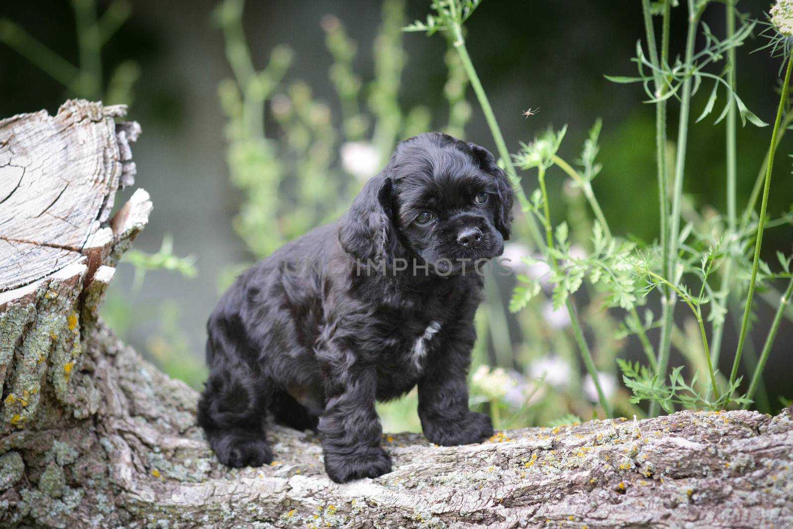 cocker spaniel puppy by willeecole123