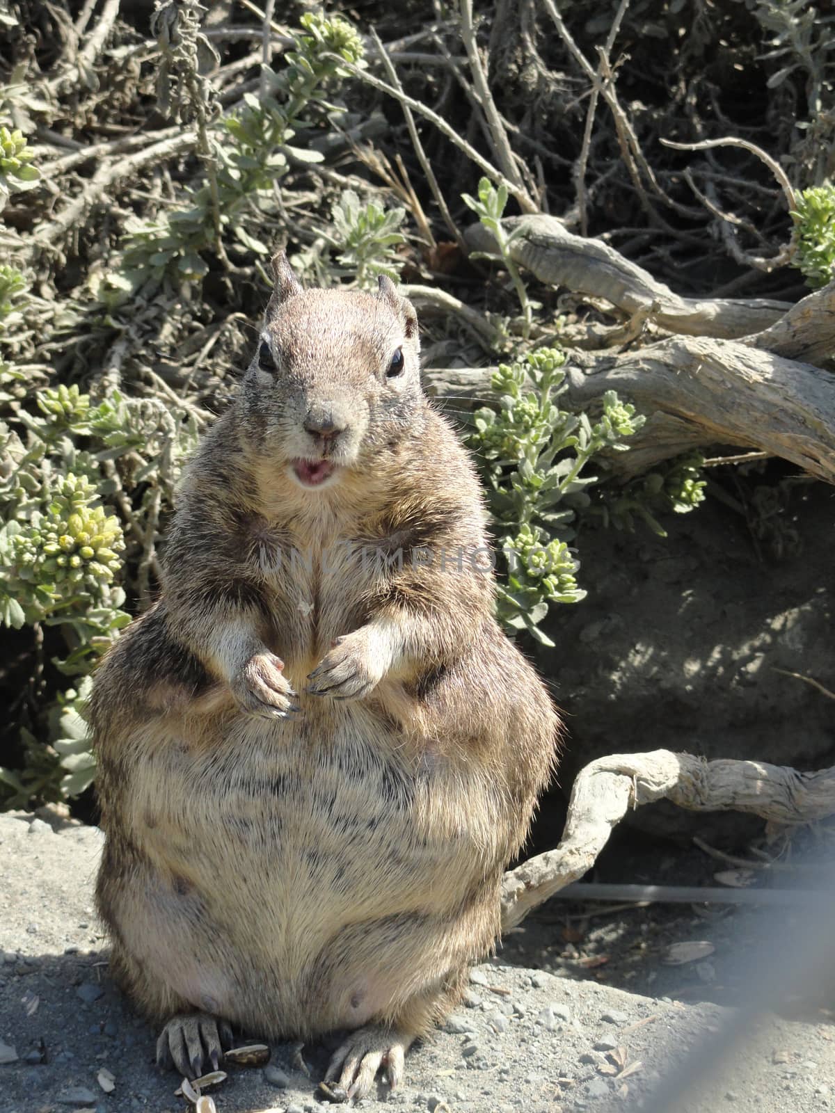 American squirrel eats too much in Big Sur, California