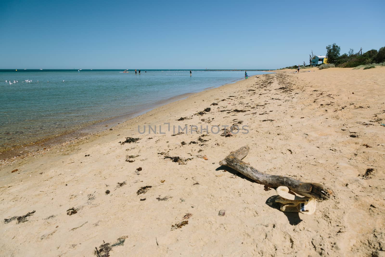 A photo of one of Melbourne's Beaches with a weathered log in the foreground and some people in the distance.