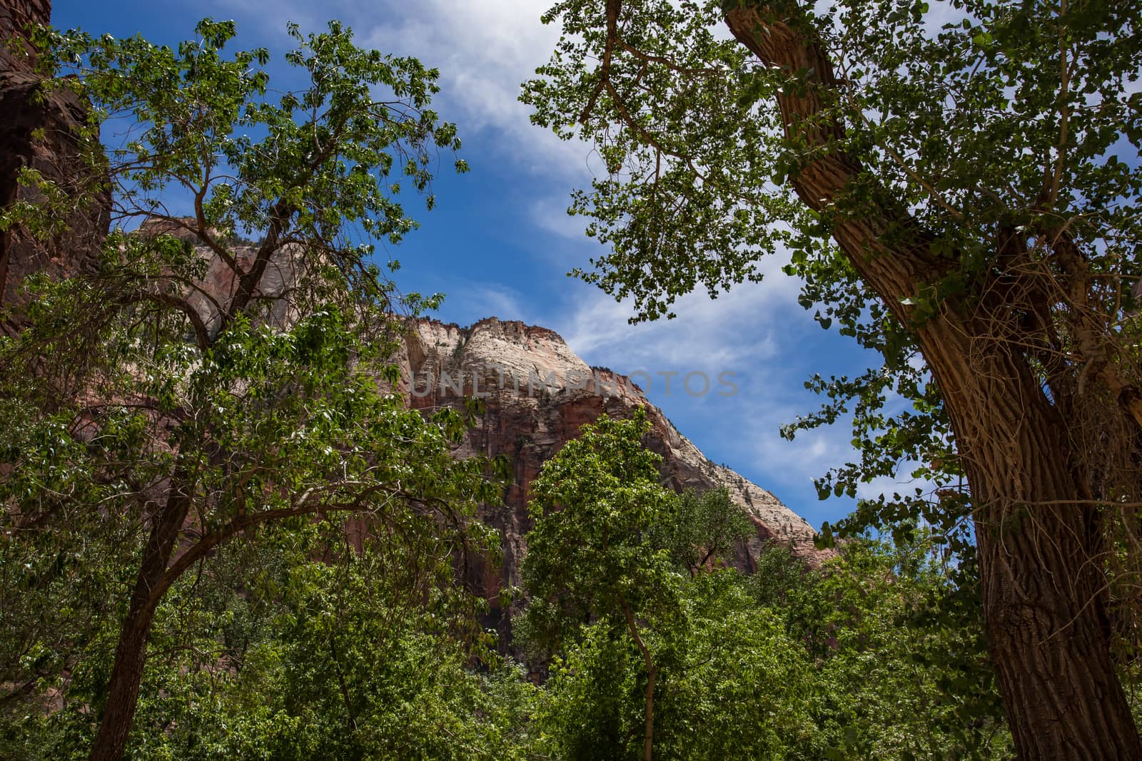 Cliffs and forest in Zion National Park in Utah.