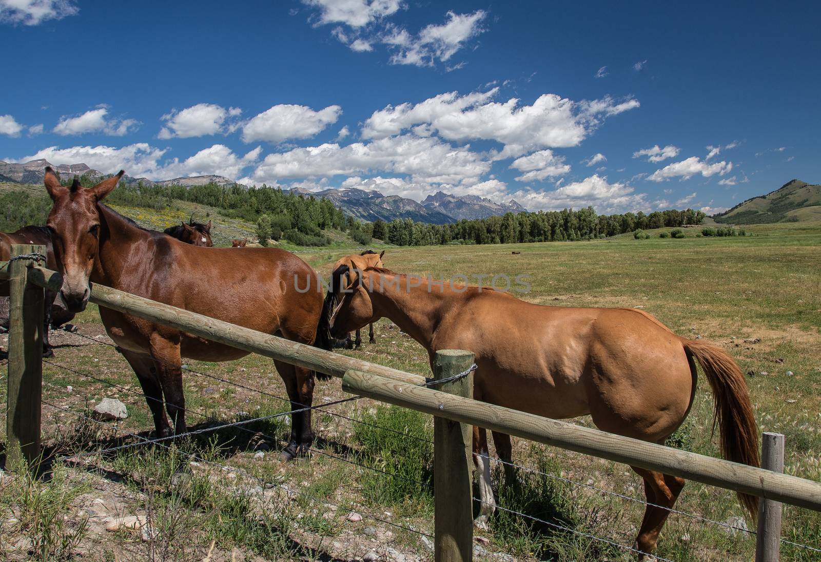 Wyoming Horses by teacherdad48@yahoo.com