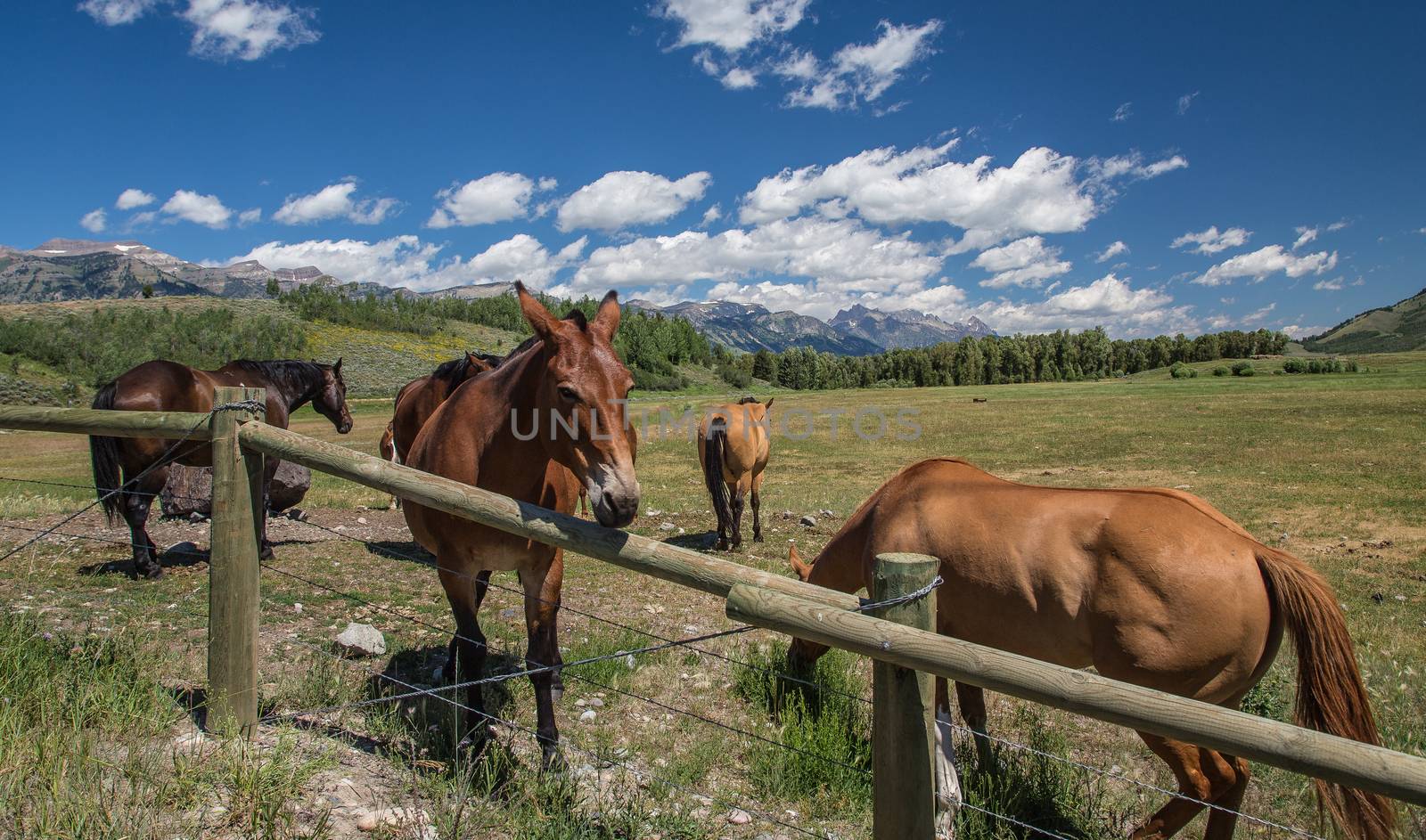 Horses in Jackson Hole Wyoming with the famous Grand Tetons in the background.