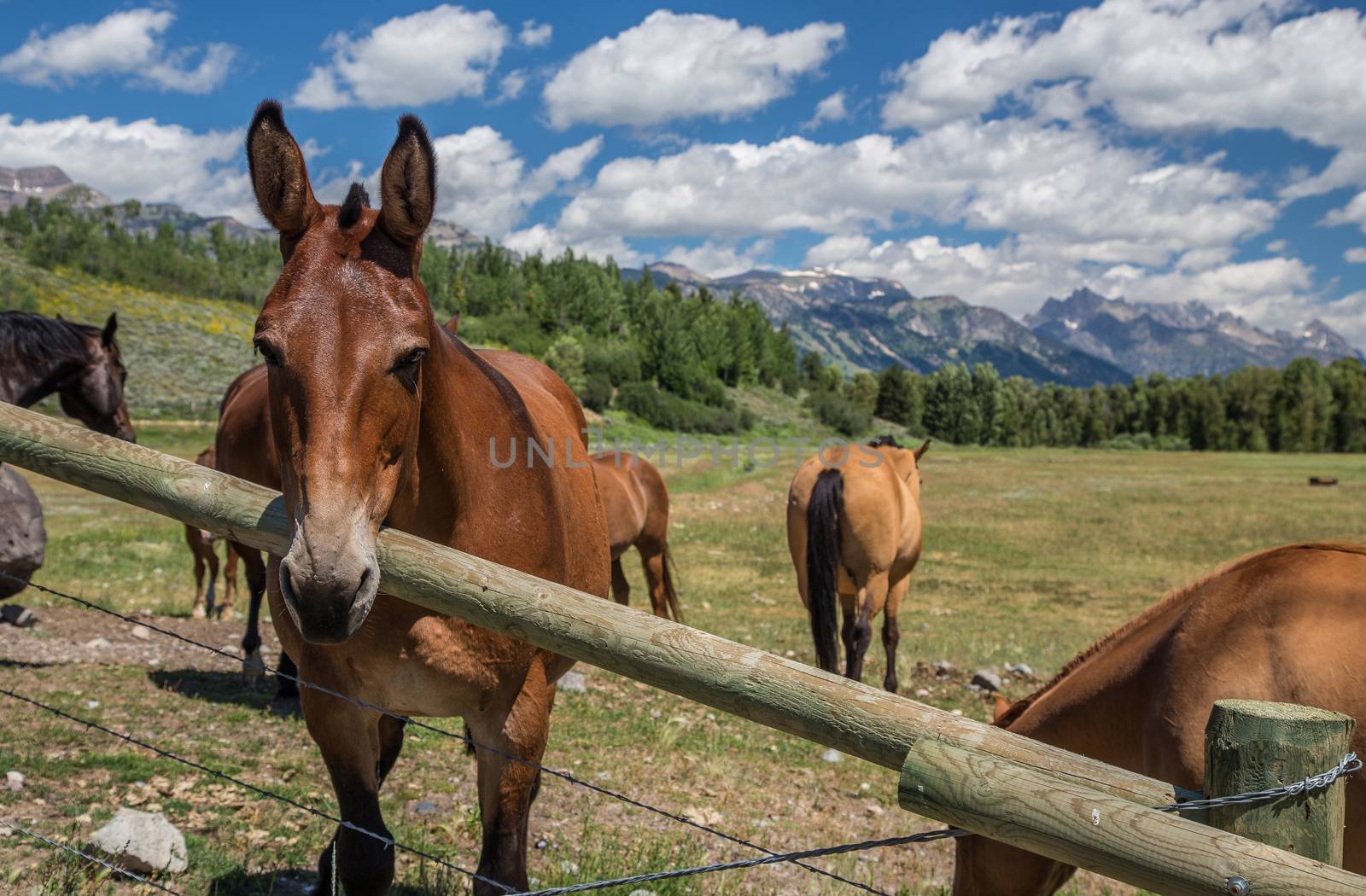 Horses in Wyoming by teacherdad48@yahoo.com