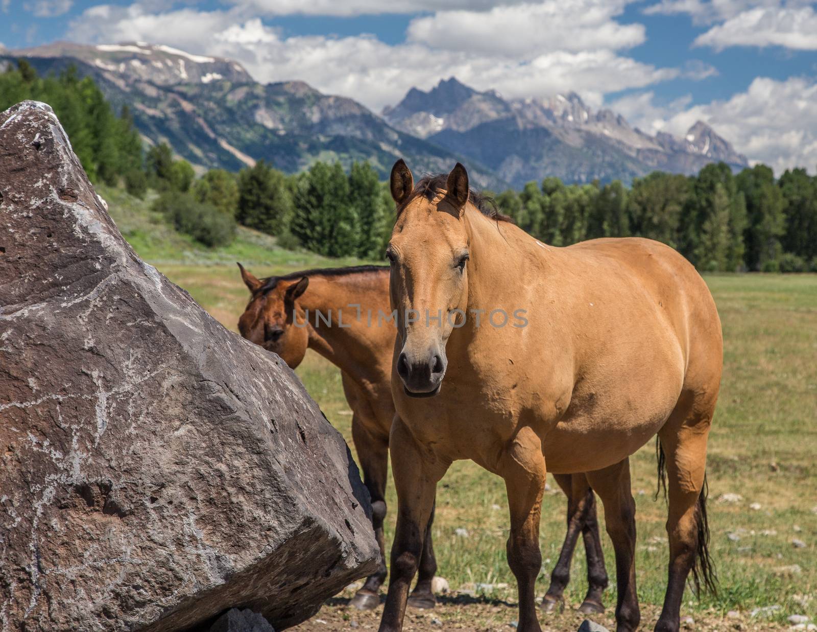 Horses in Jackson Hole Wyoming with the famous Grand Tetons in the background.