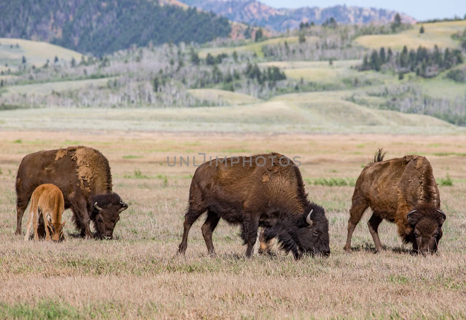 American bison in Jackson Hole, Wyoming.