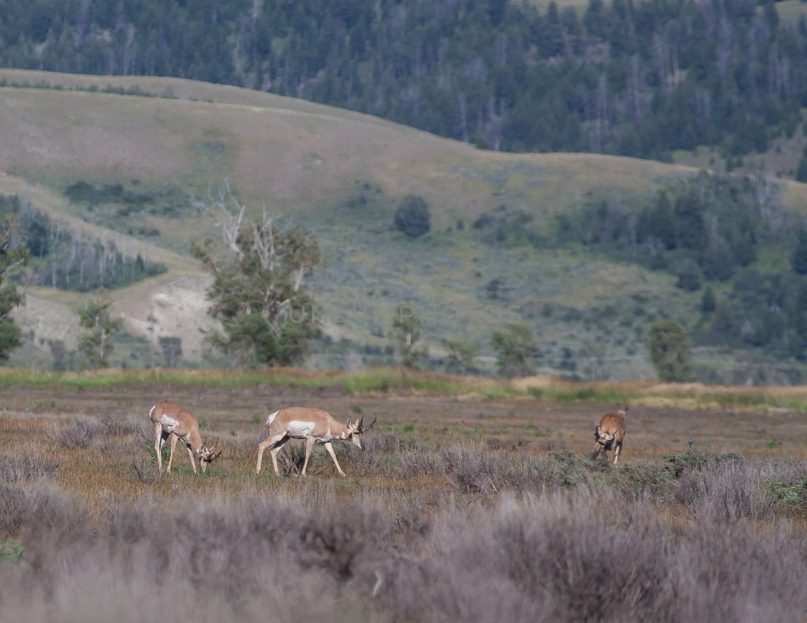 Pronghorn Antelope in Grand Tetons National Park, Wyoming.