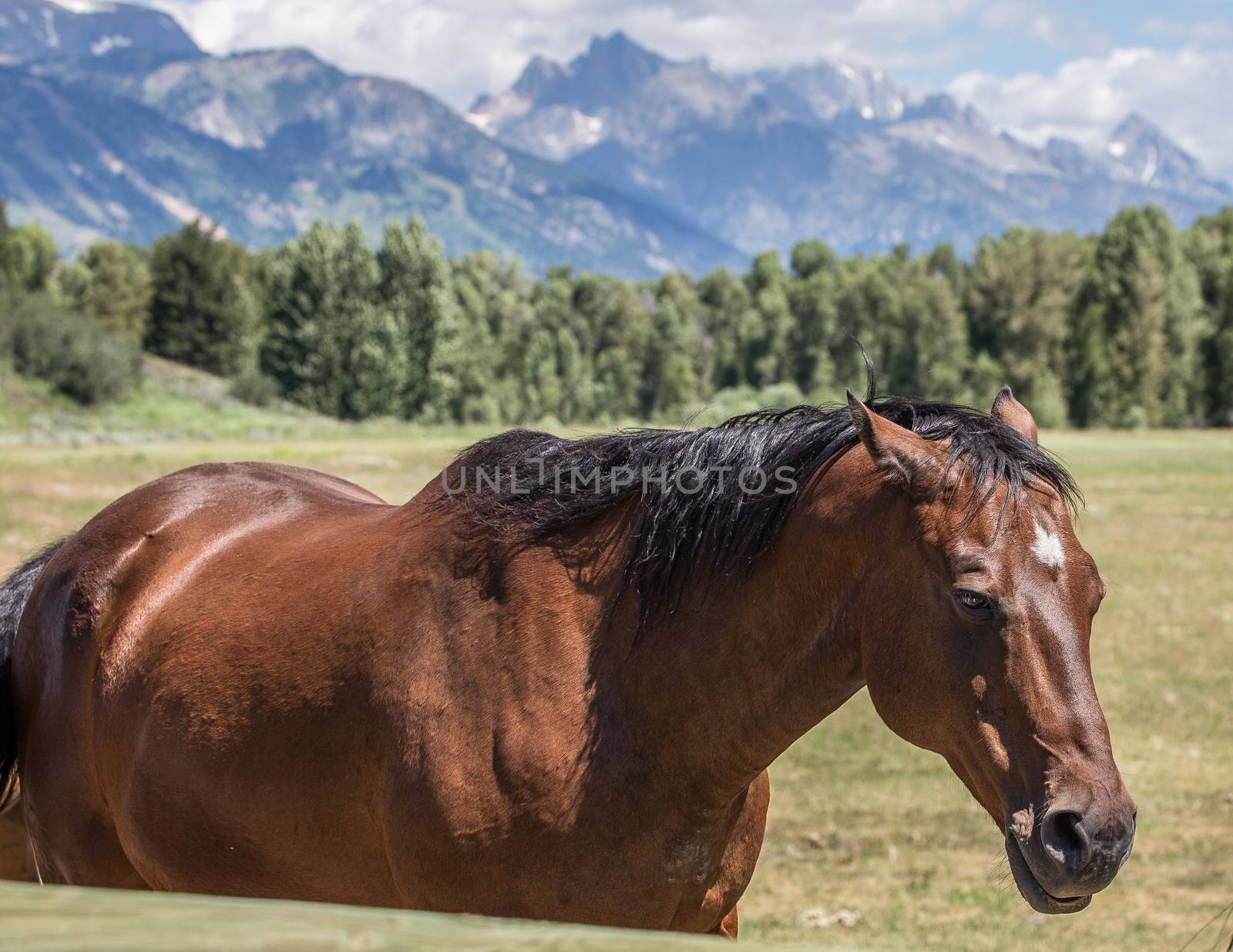 Horse in Jackson Hole Wyoming with the famous Grand Tetons in the background.