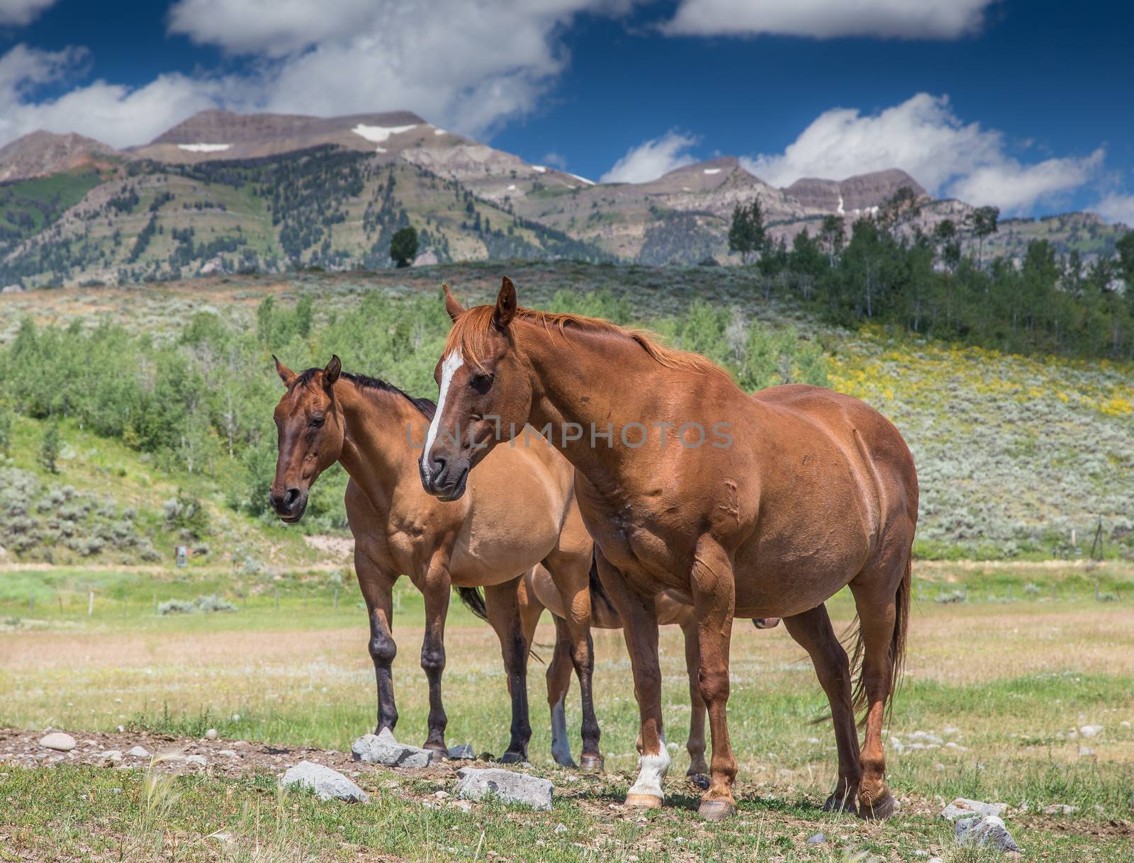 Horses in Jackson Hole Wyoming with the famous Grand Tetons in the background.