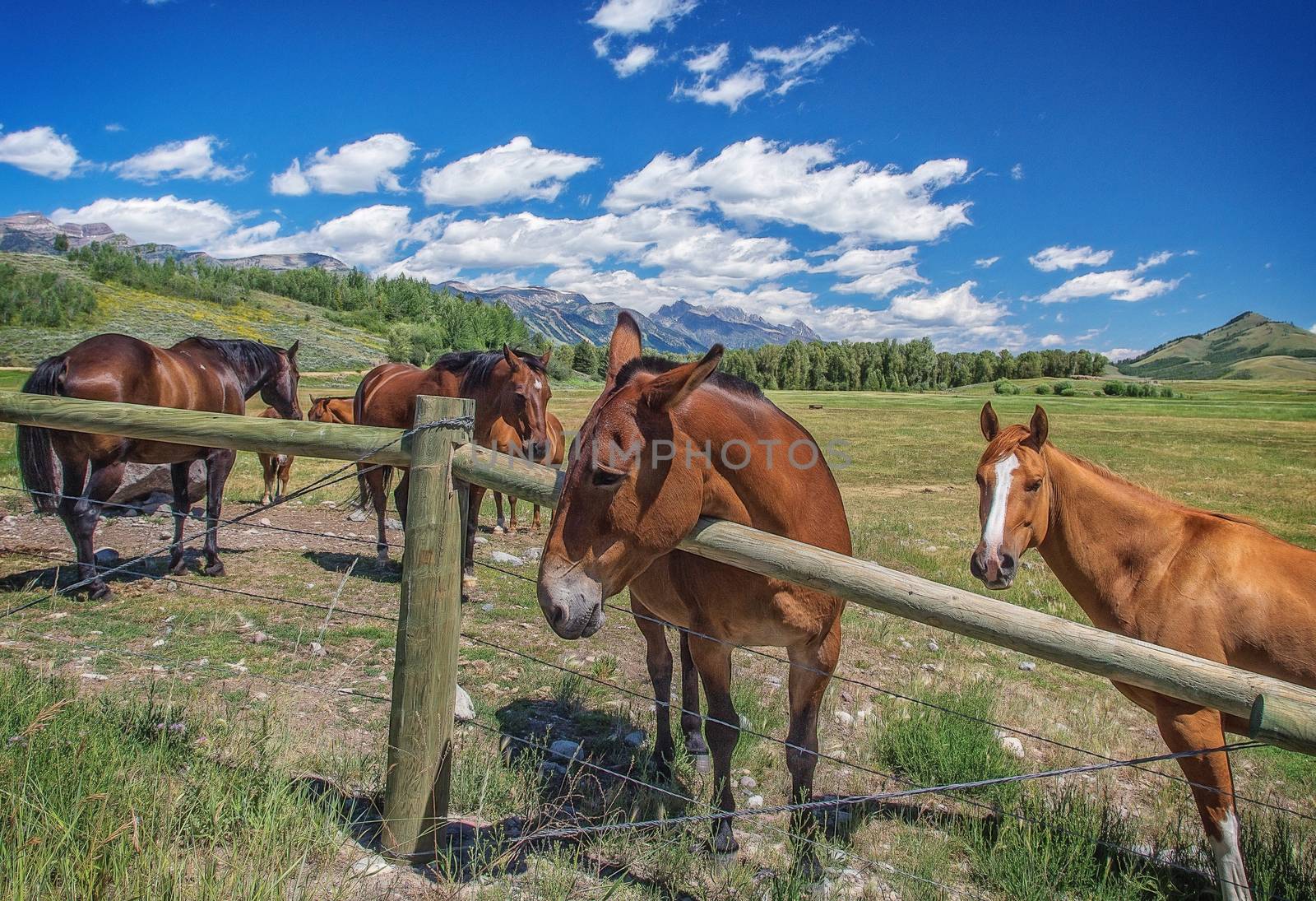 Horses in Jackson Hole by teacherdad48@yahoo.com