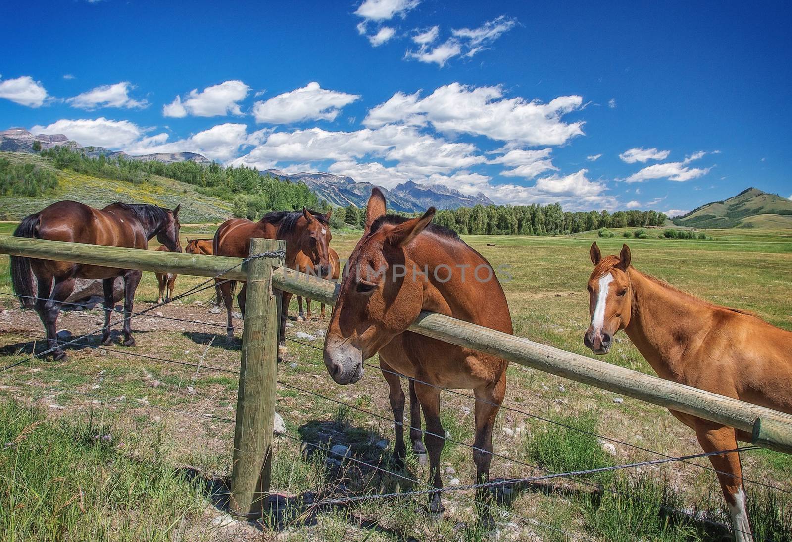 Horses in Jackson Hole Wyoming with the famous Grand Tetons in the background.