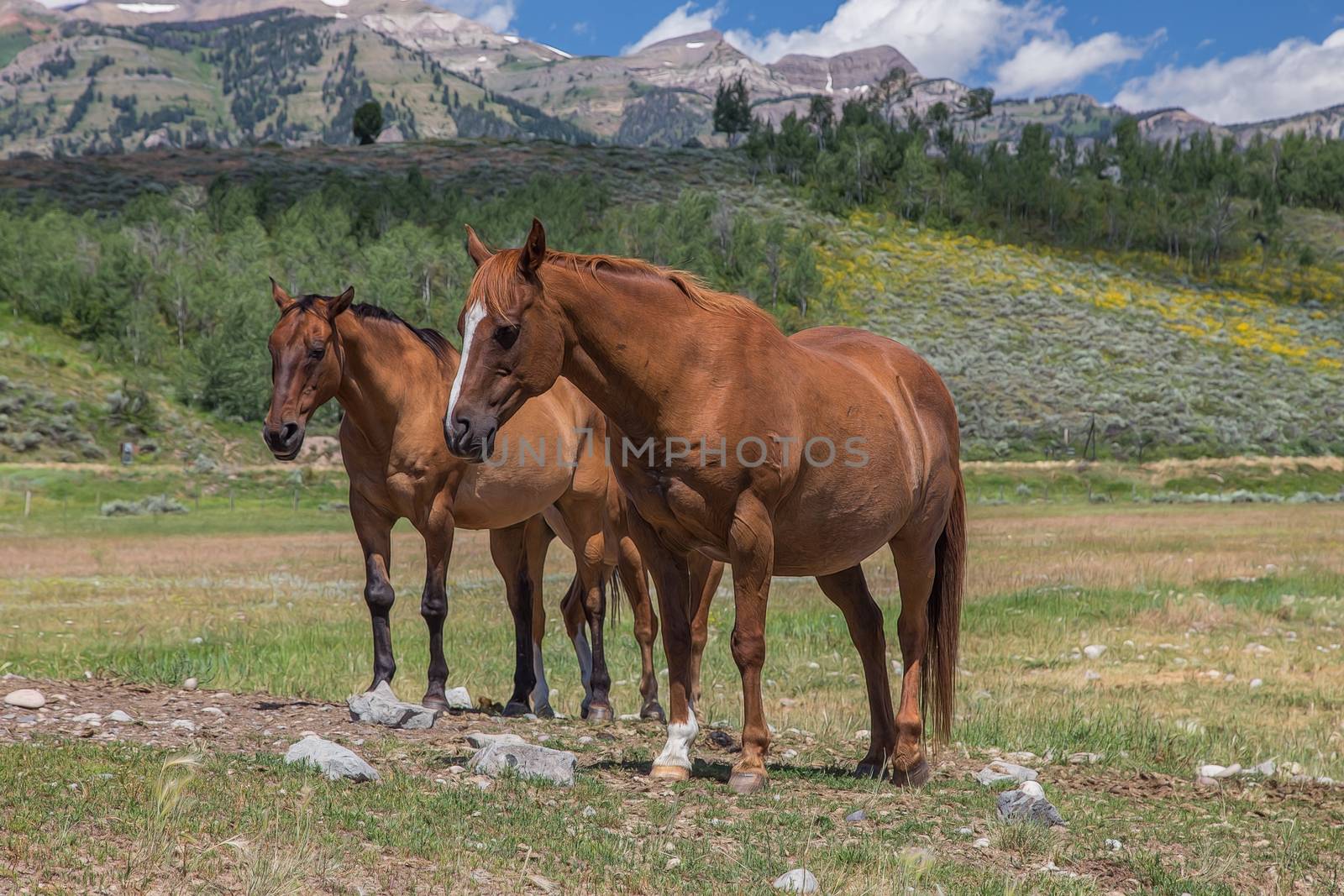 Horses in Jackson Hole Wyoming with the famous Grand Tetons in the background.