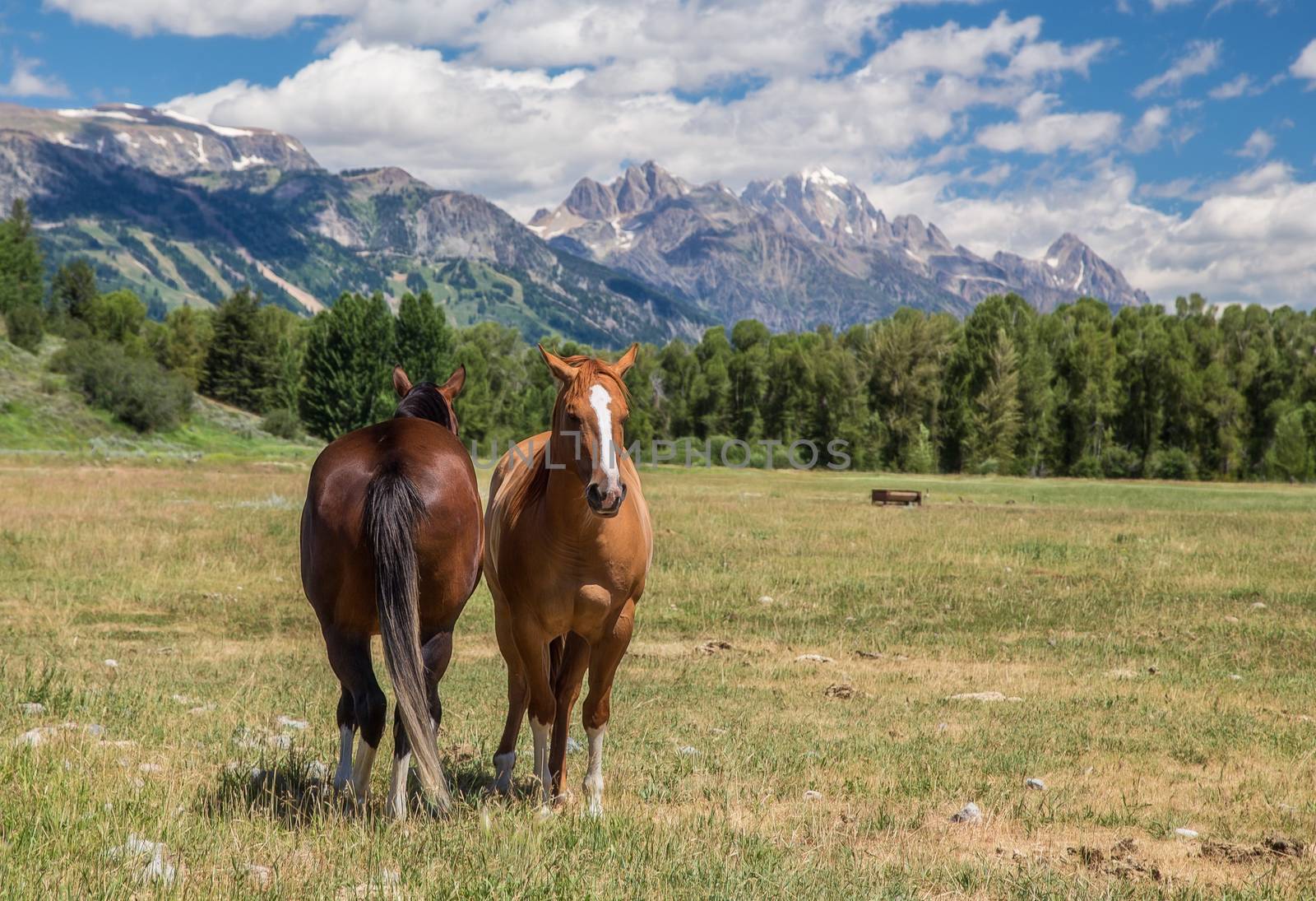 Horses in Jackson Hole Wyoming with the famous Grand Tetons in the background.