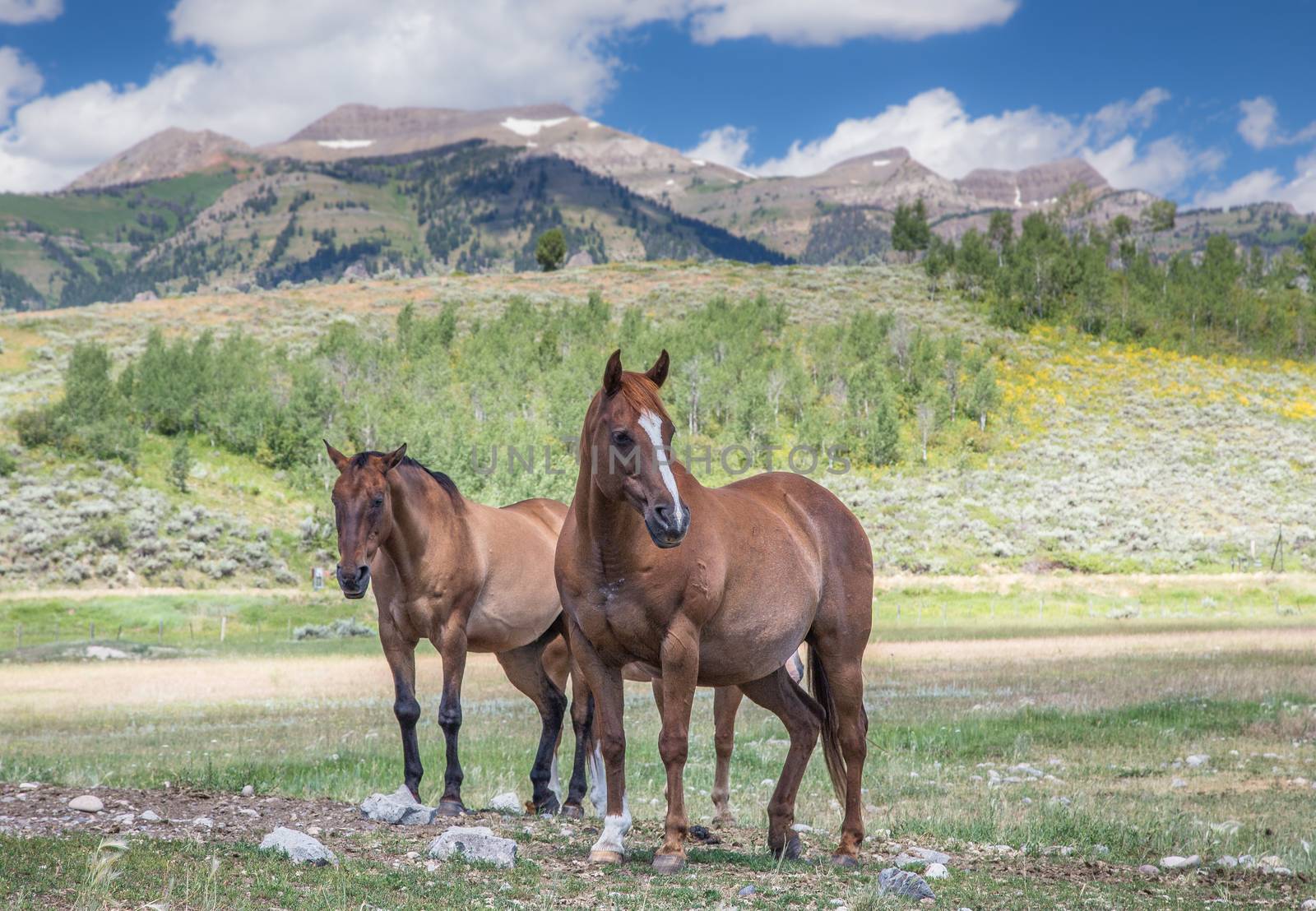 Teton Horses by teacherdad48@yahoo.com