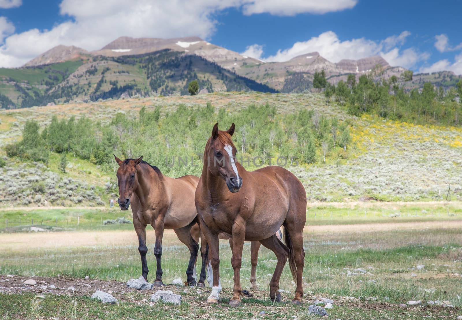 Horses in Jackson Hole Wyoming with the famous Grand Tetons in the background.