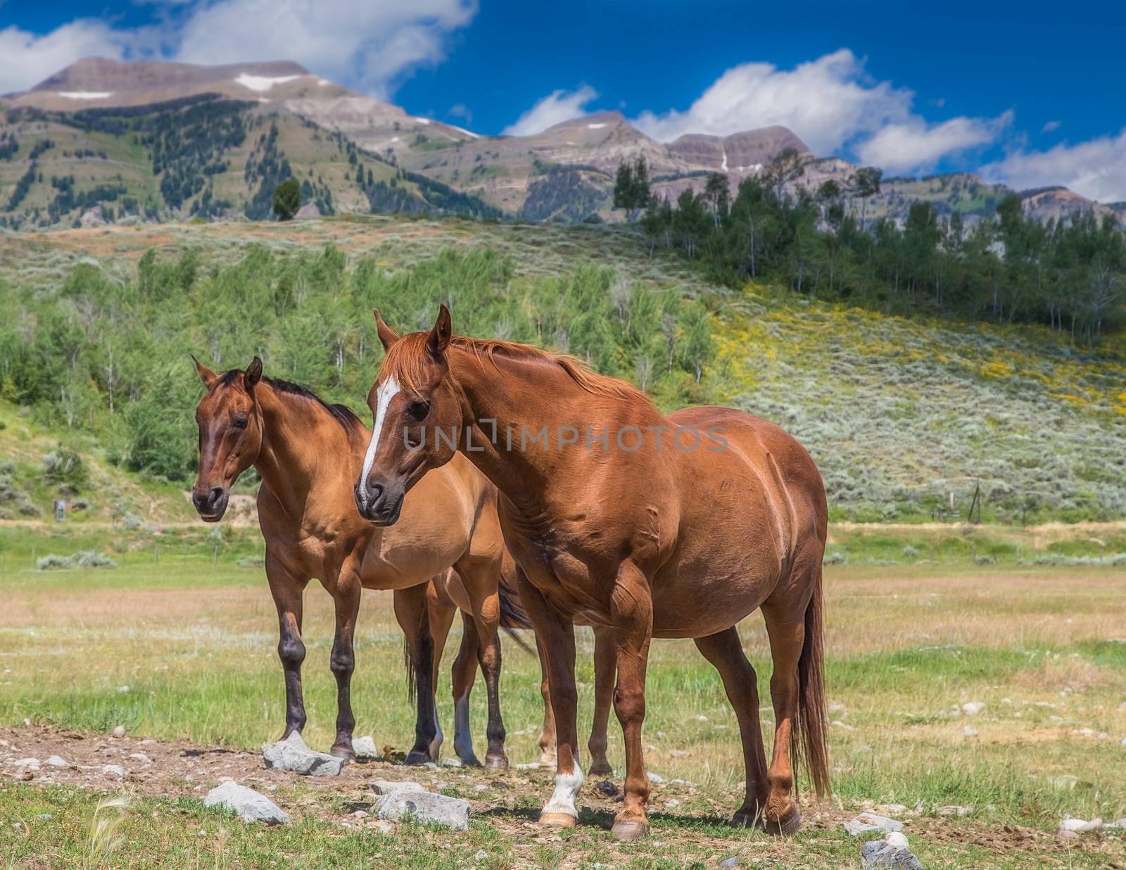 Horses in Jackson Hole Wyoming with the famous Grand Tetons in the background.